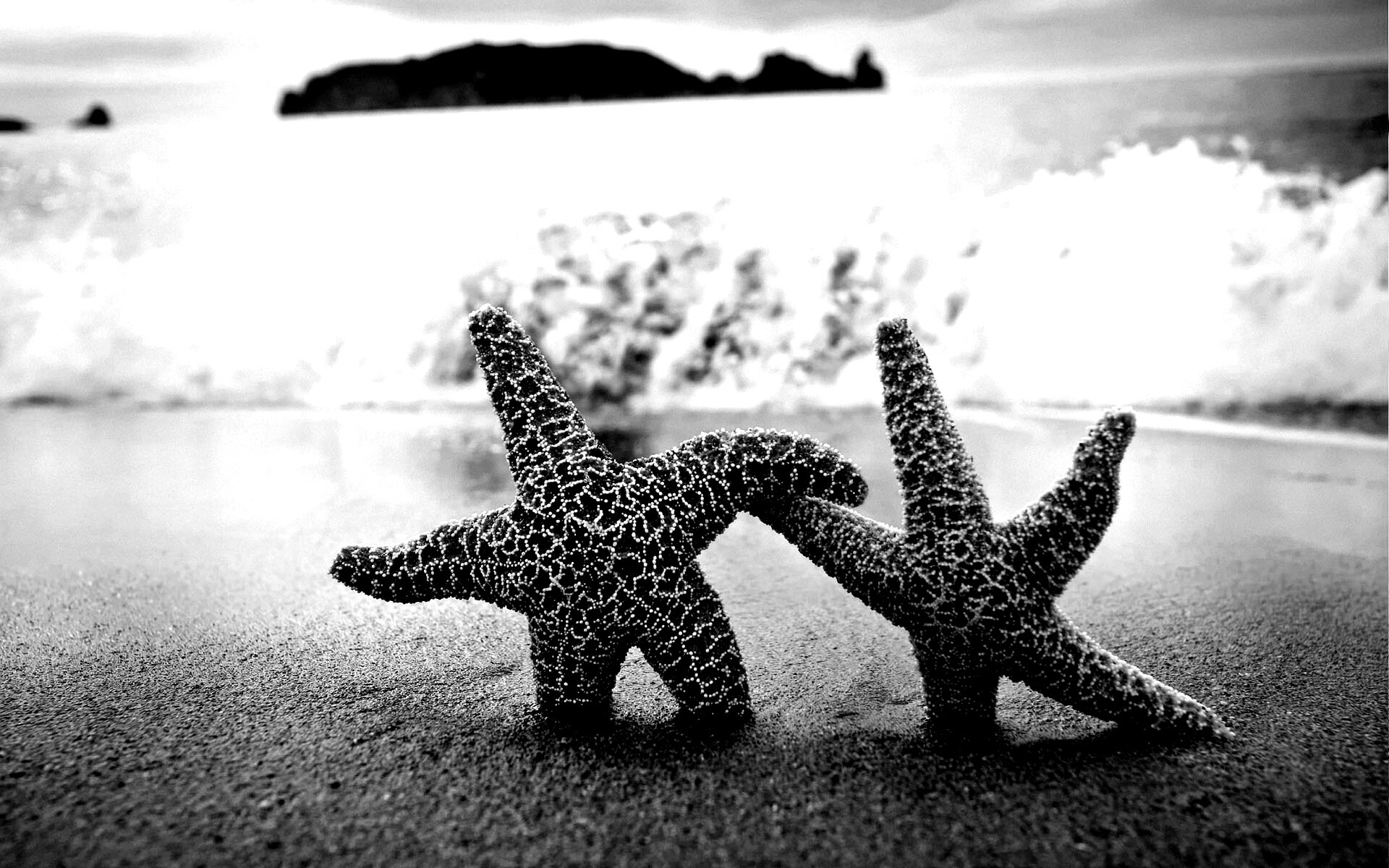 Две морские звезды обои