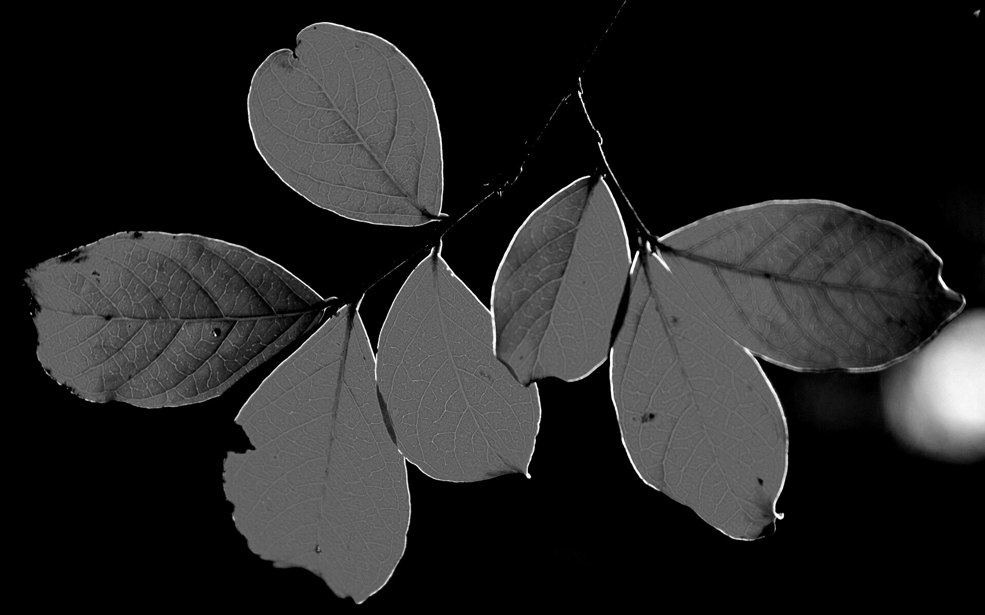 Ветка с оранжевыми листьями обои