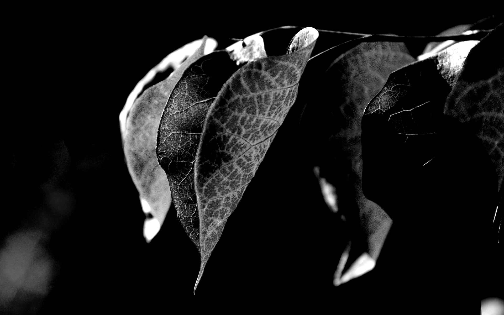 Ветка красных листьев обои