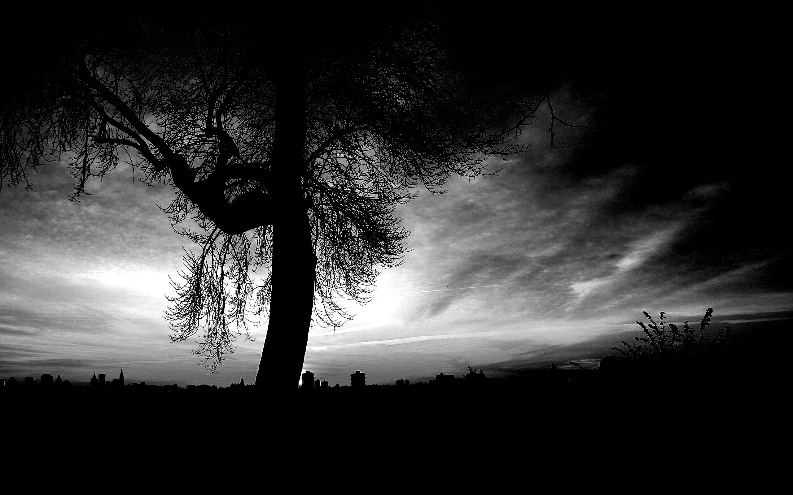 Одинокое дерево обои