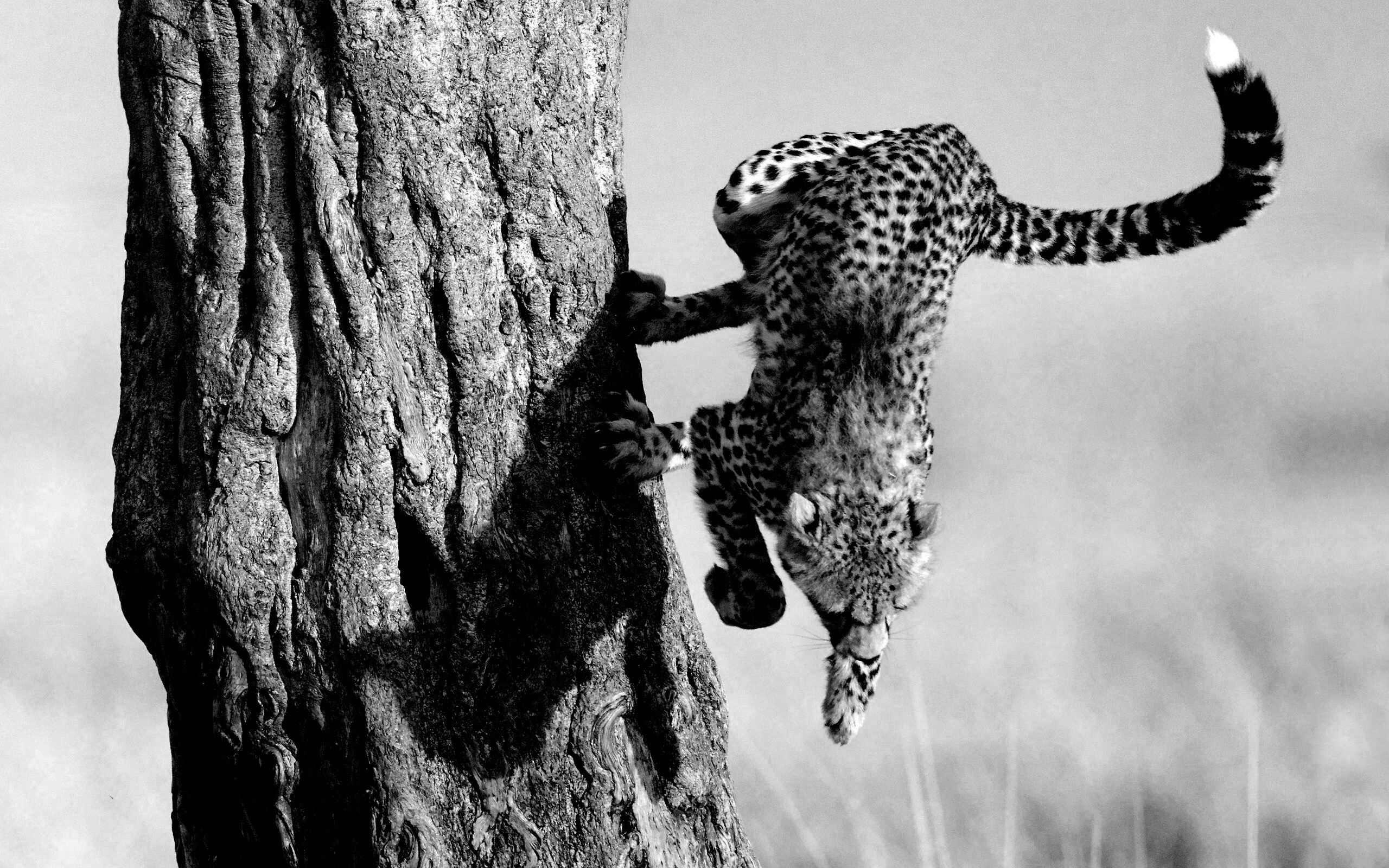 Скалолаз обои