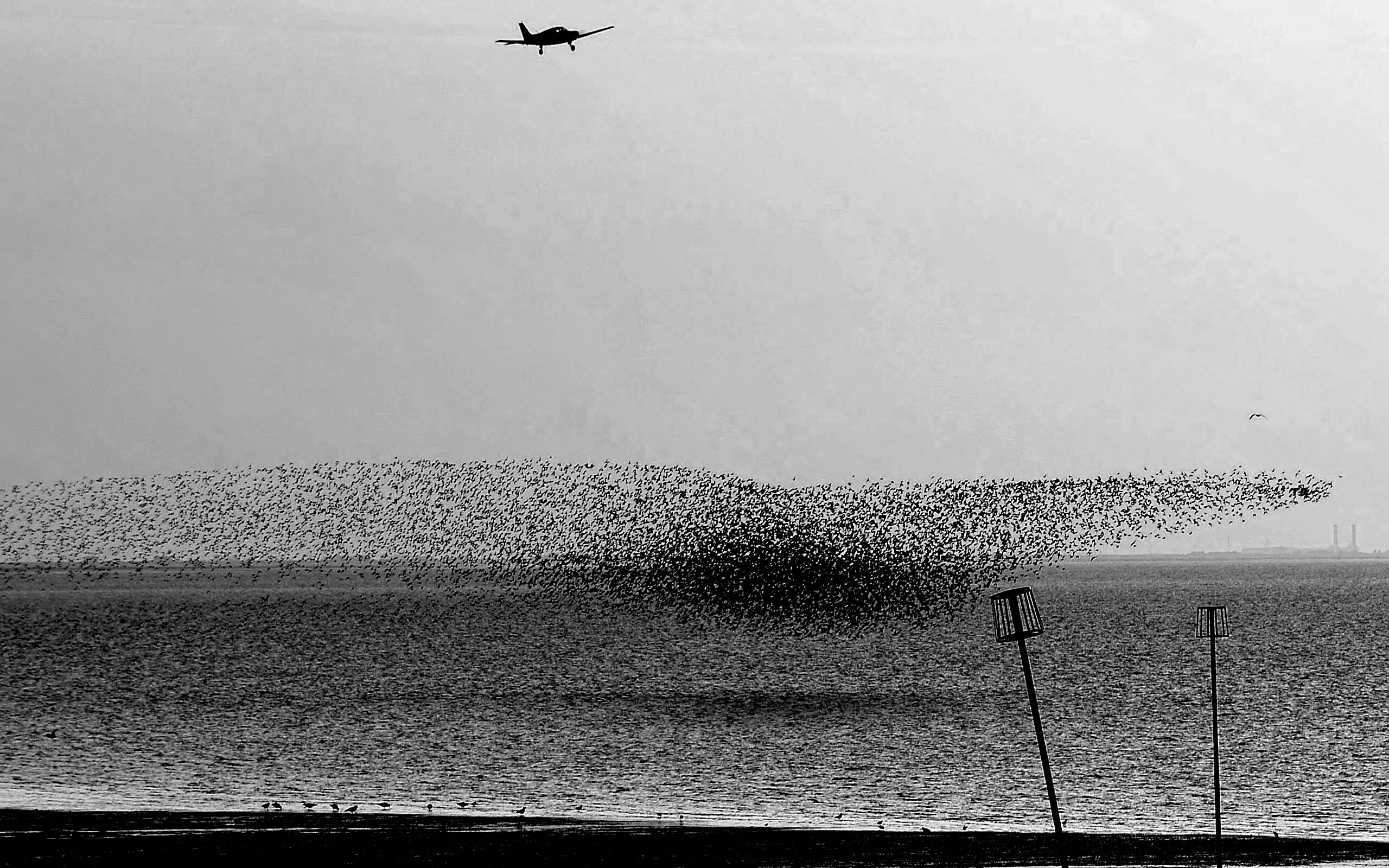 Взлетающая стая птиц обои