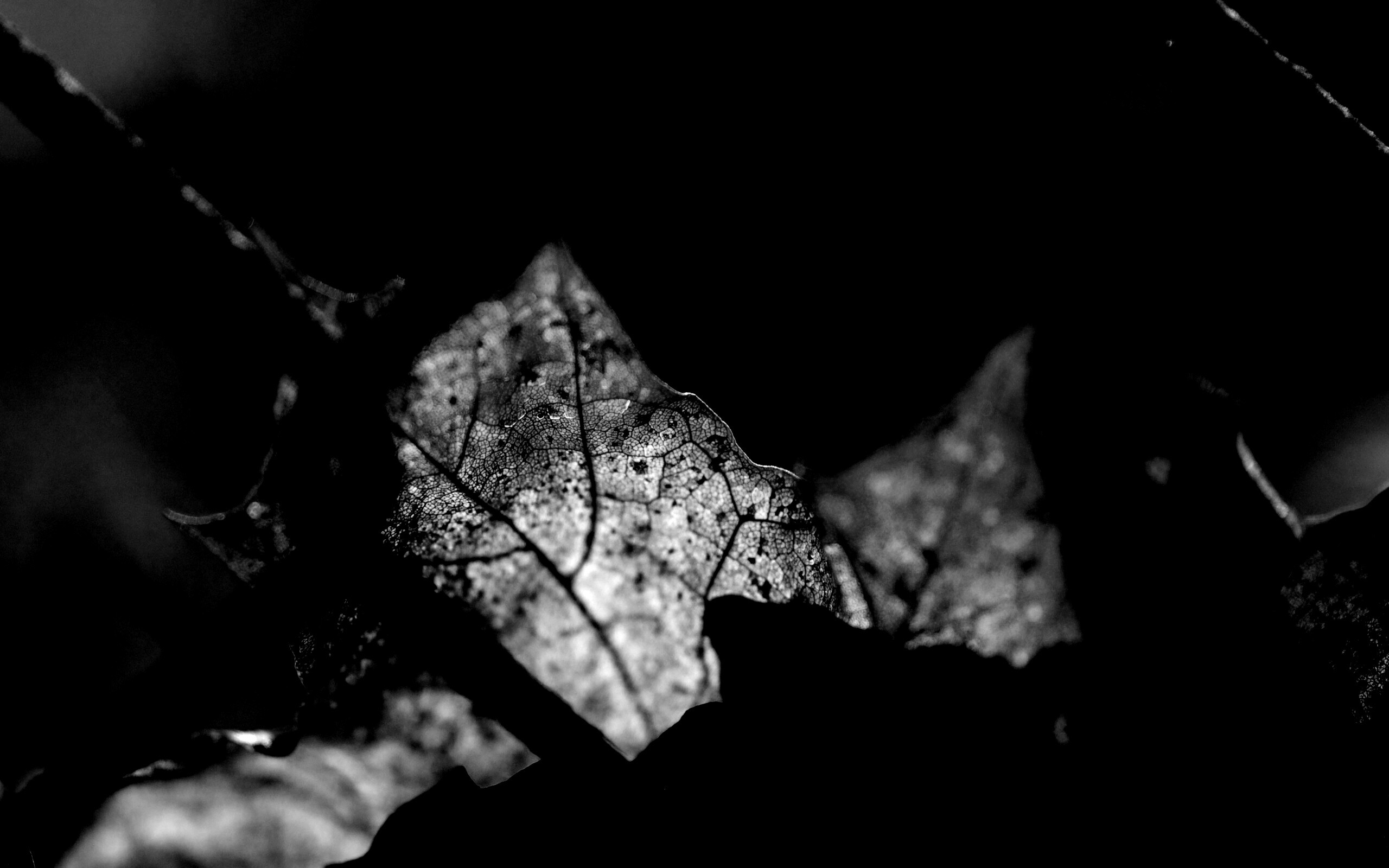 Осенний лист на забором обои