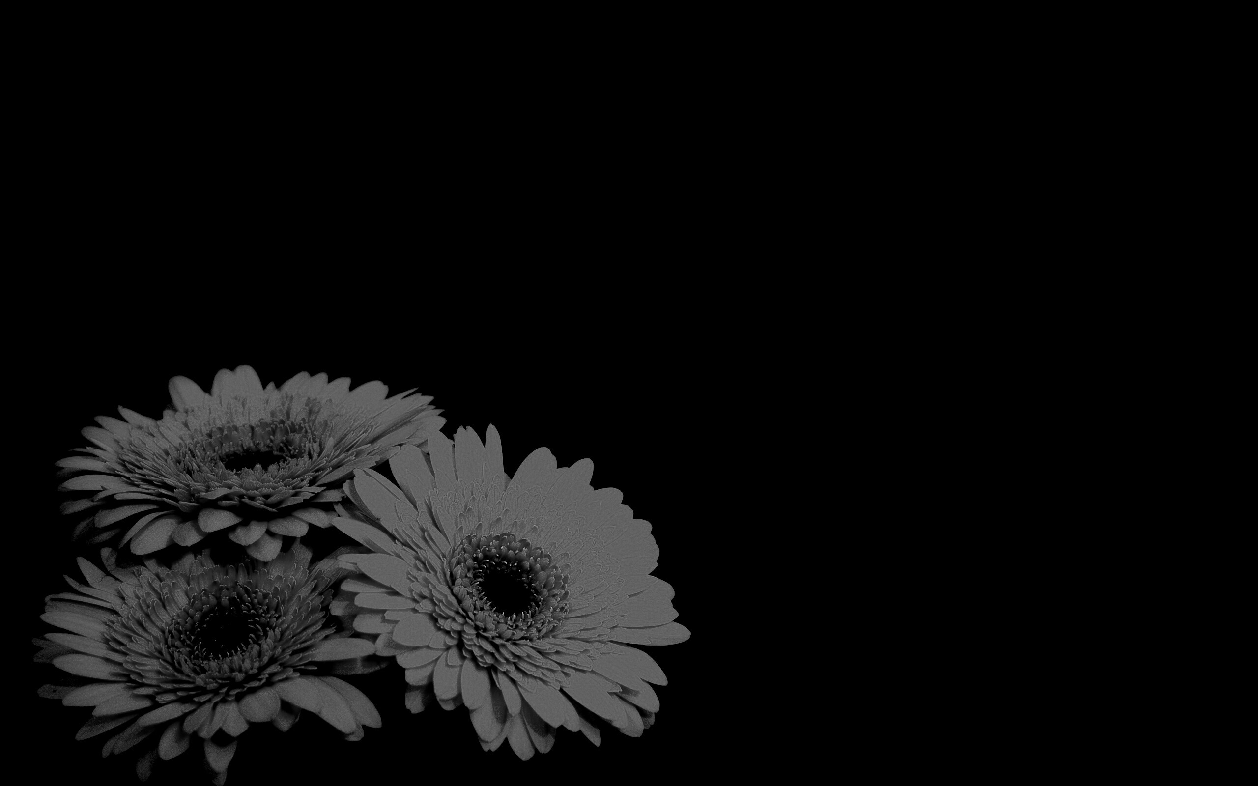 Красные герберы обои