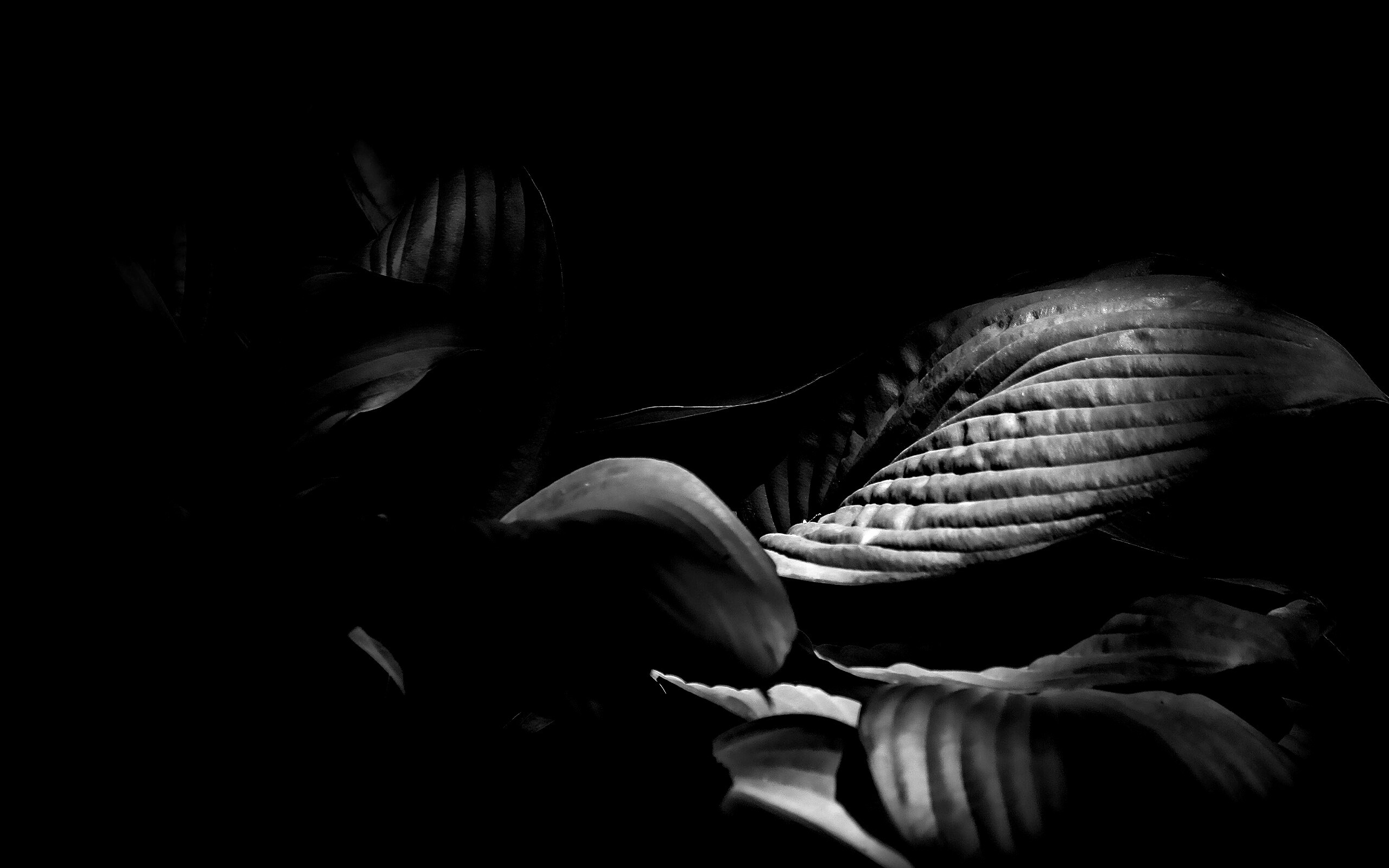 Хитросплетение зеленых листьев обои