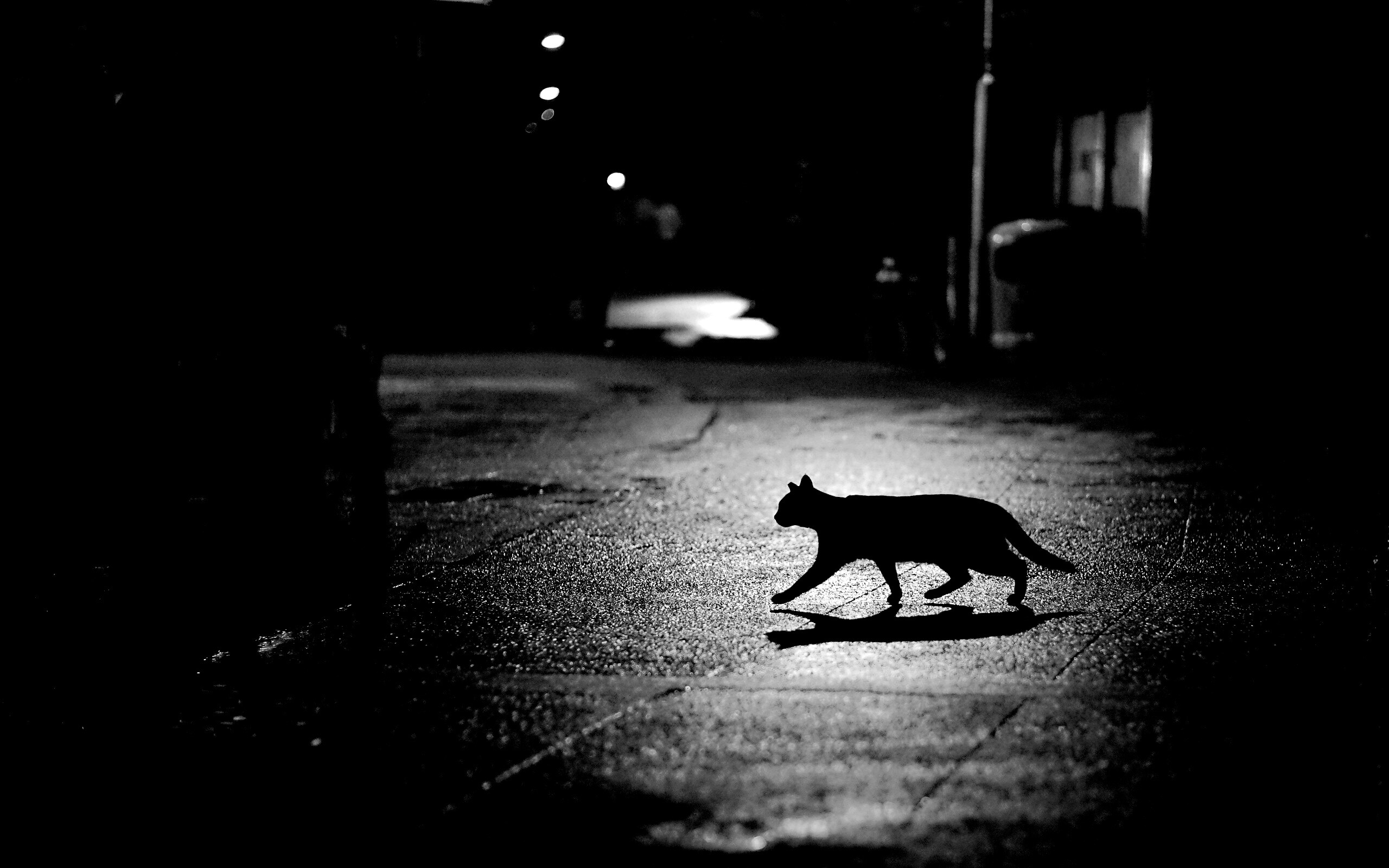 Кошка на ночной улице обои