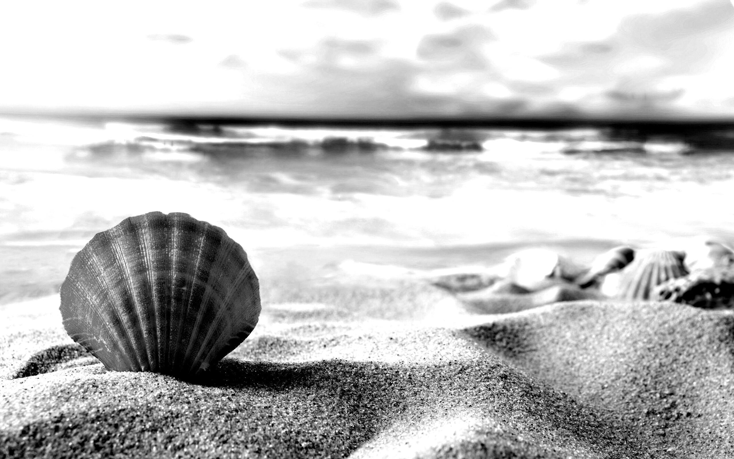 Раковина на летнем бережке обои