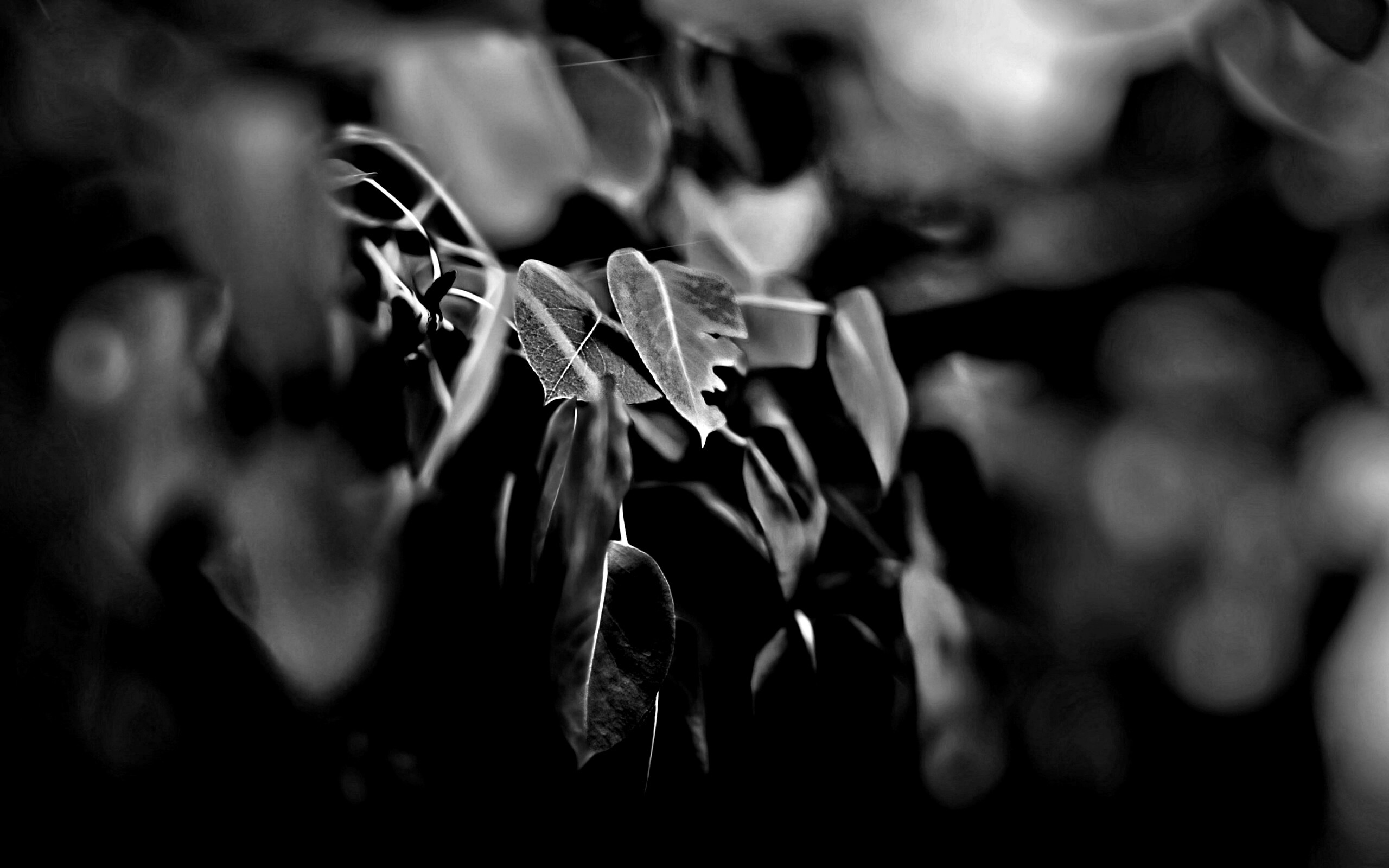 Фиолетовые листья обои