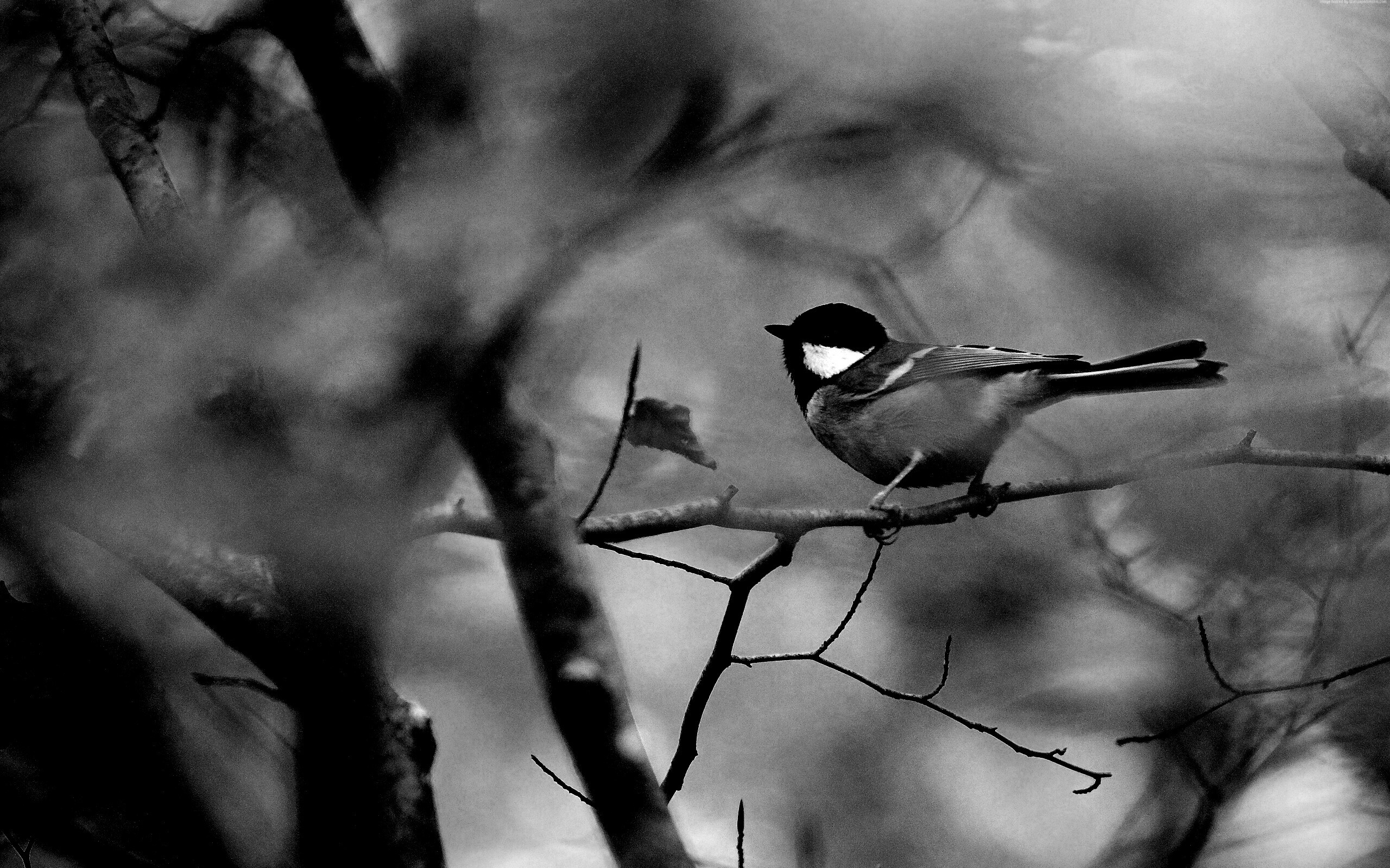 Синичка в желтой листве обои