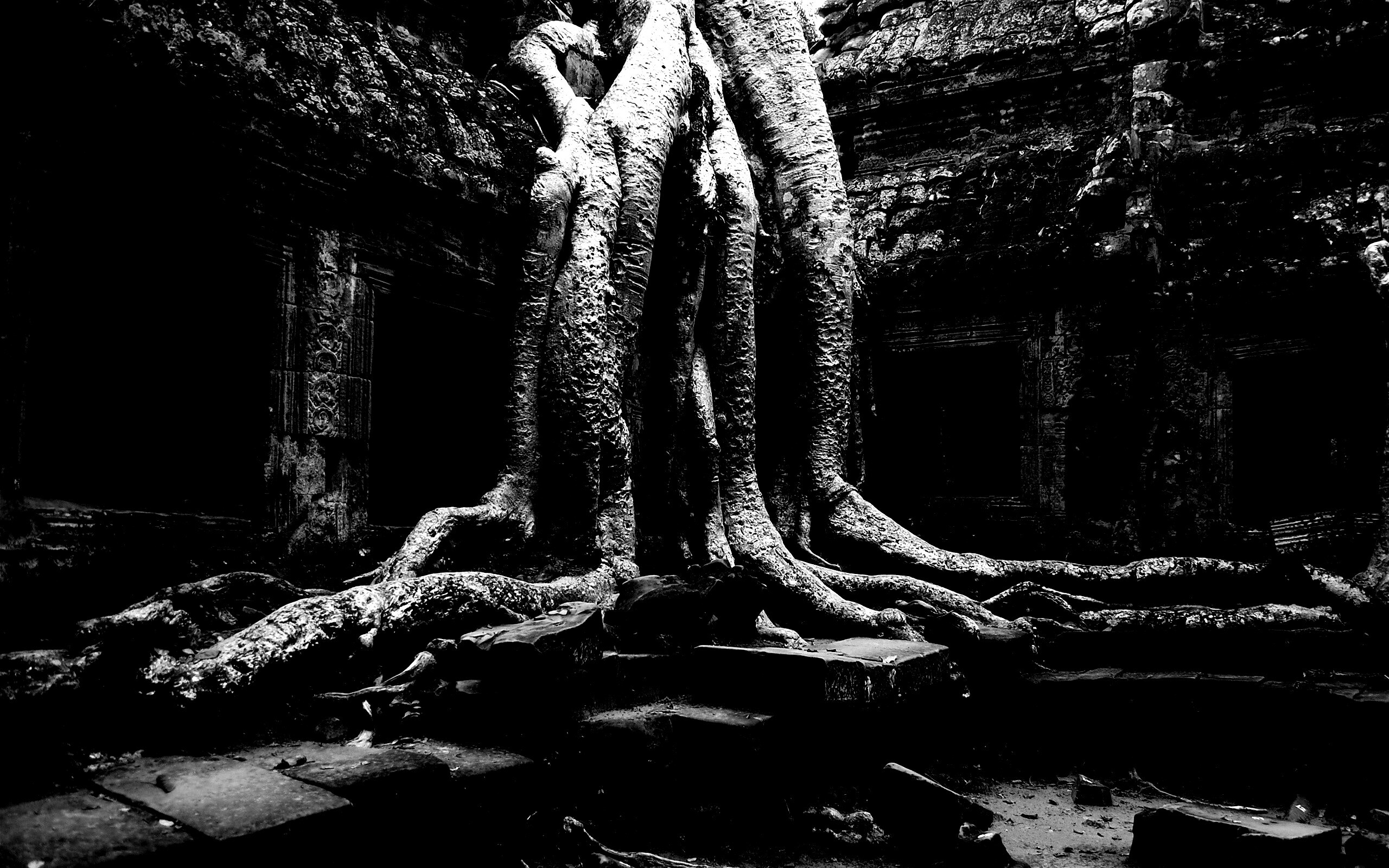 Мощные корни обои