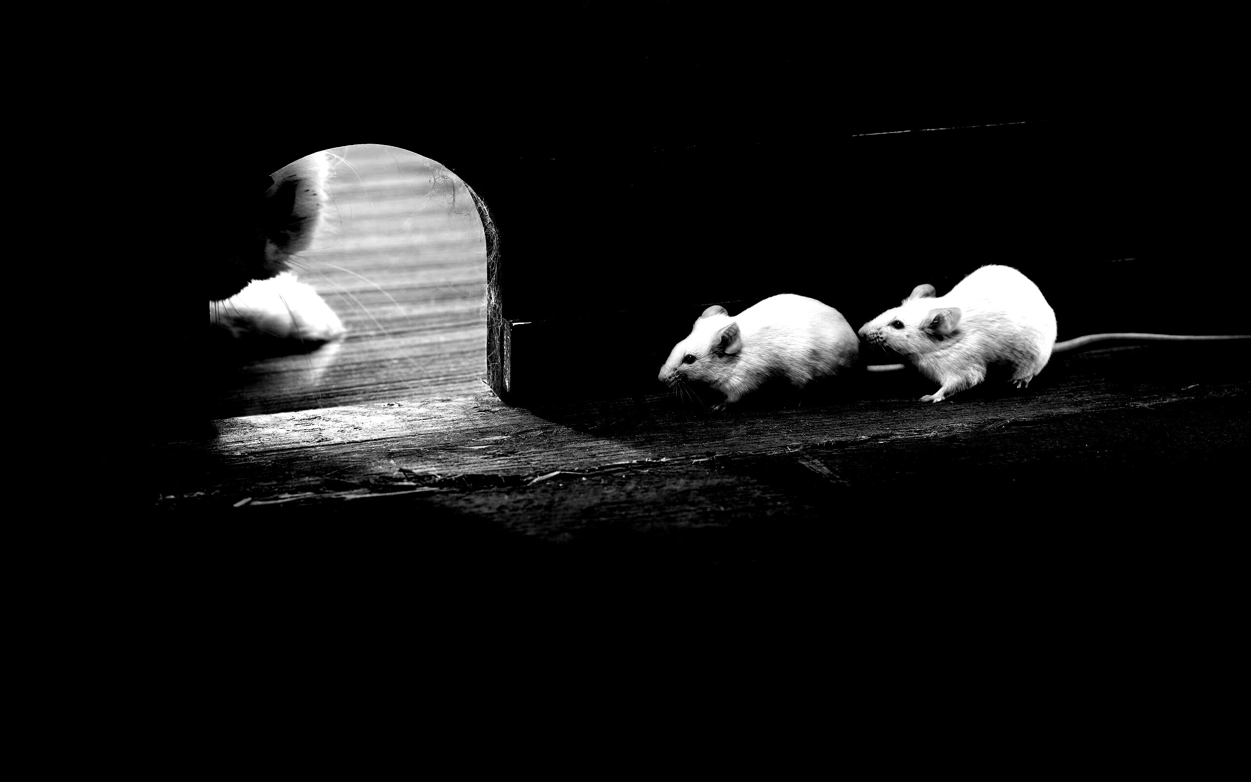 Кошки - мышки обои