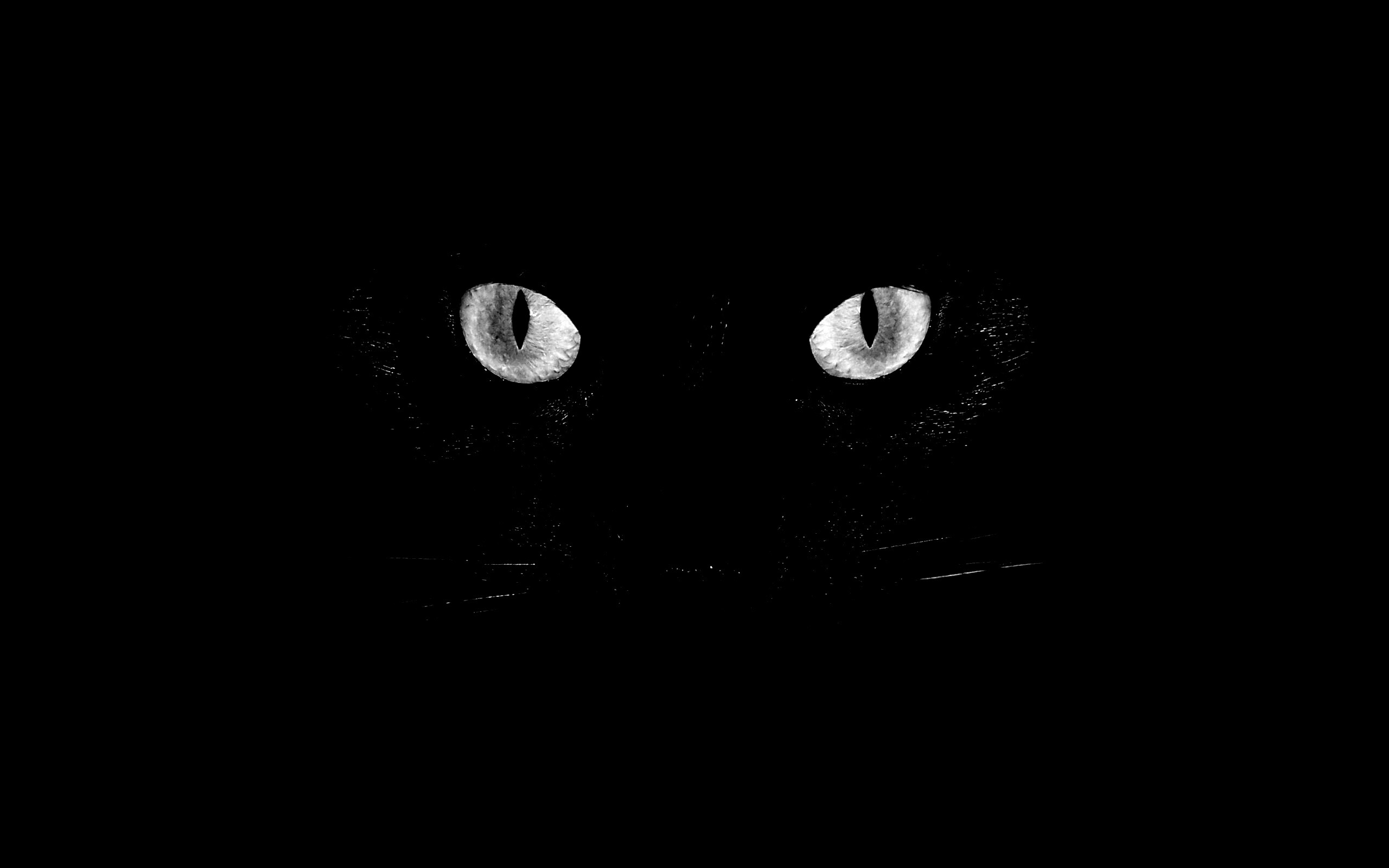 Черный кот обои