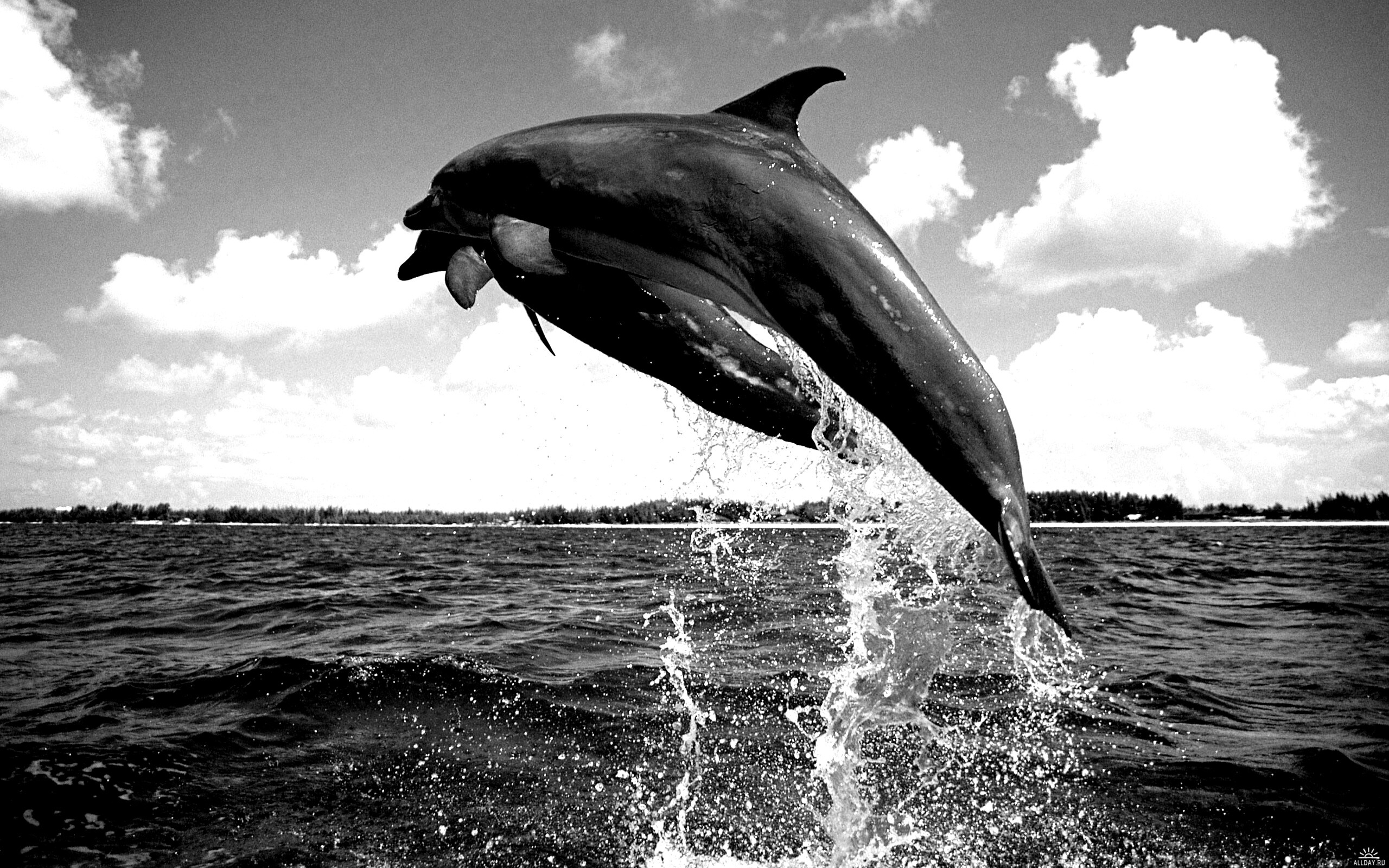 Дельфины обои