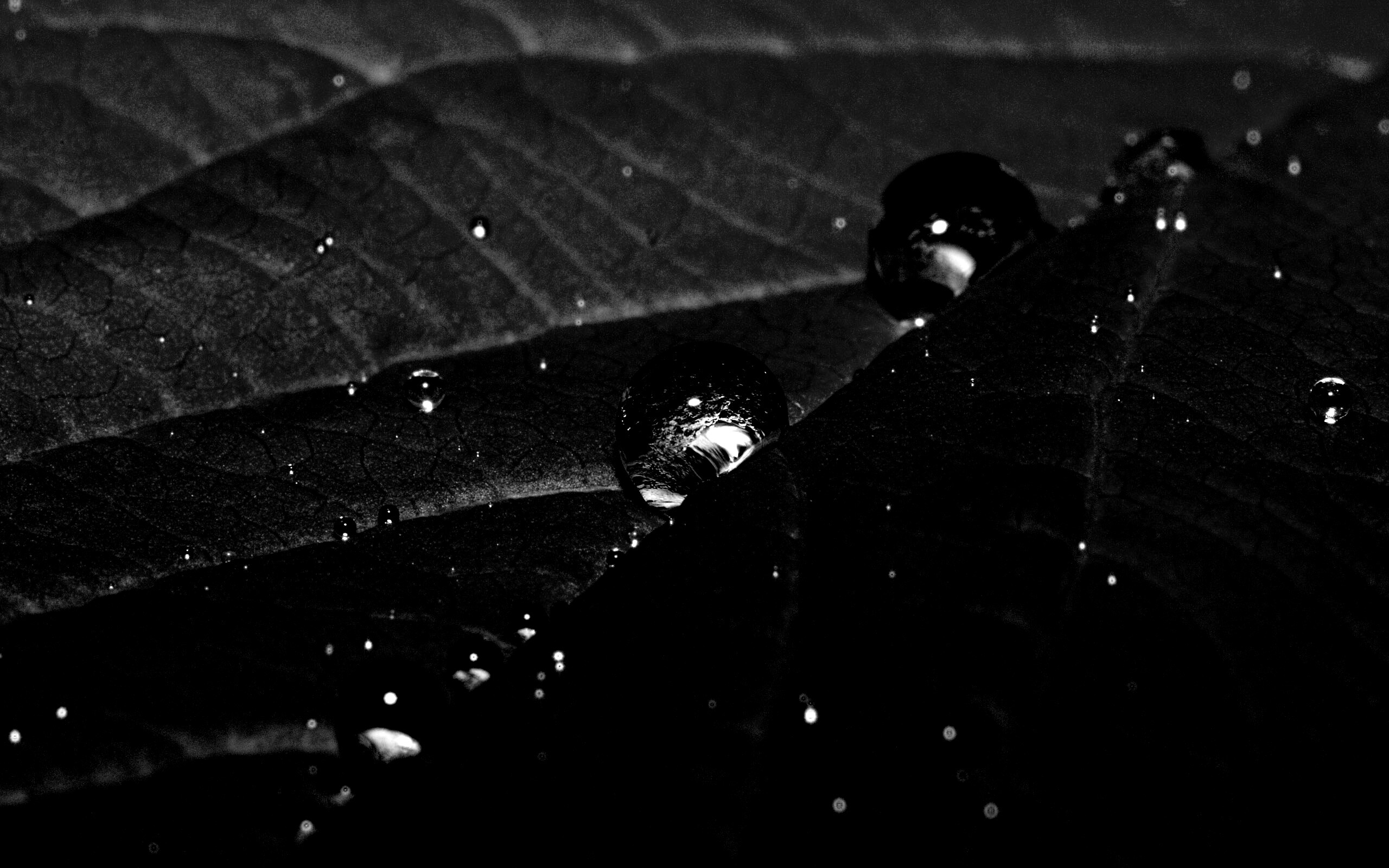 Капли на листе обои