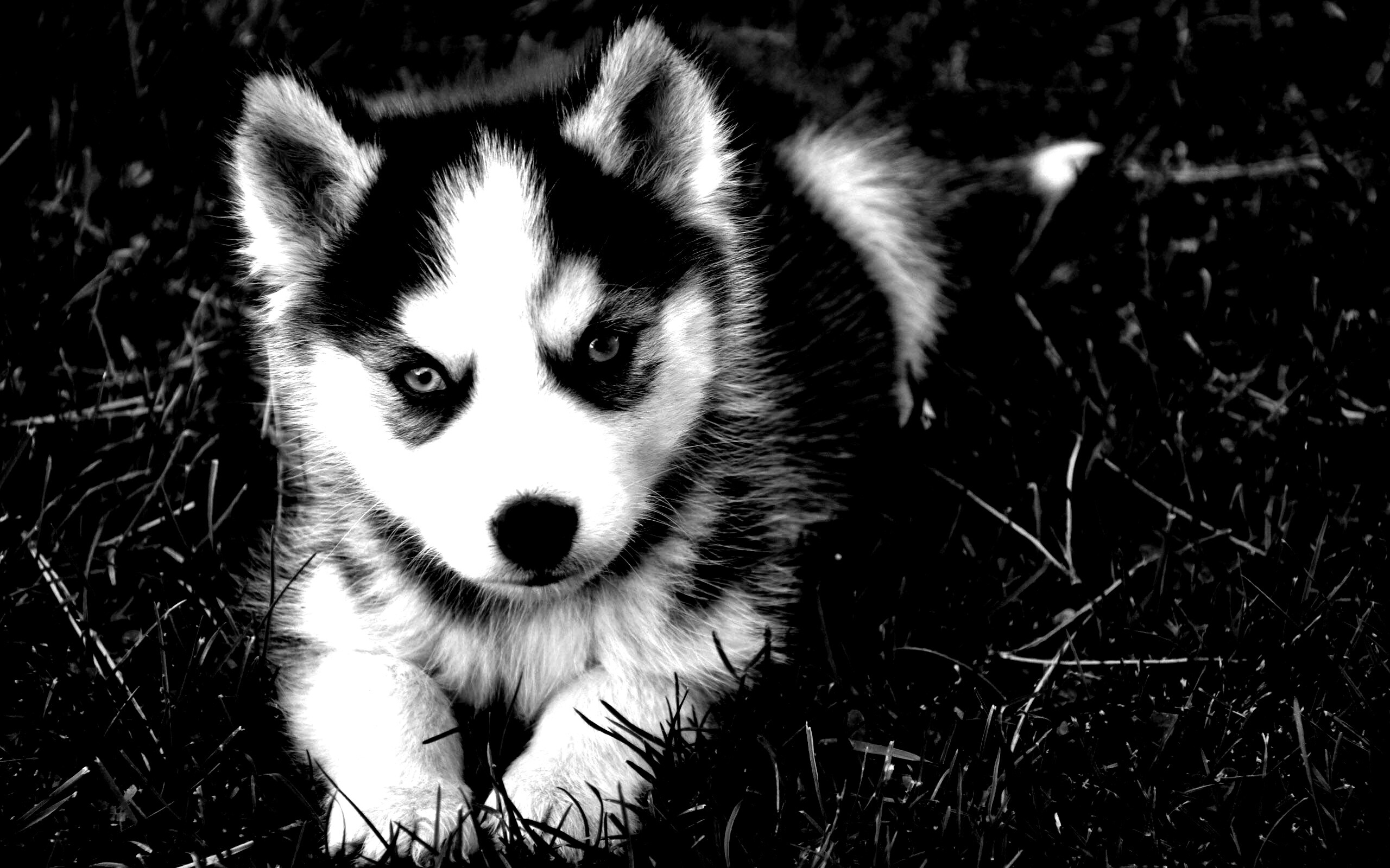 Голубоглазый щенок хаски обои