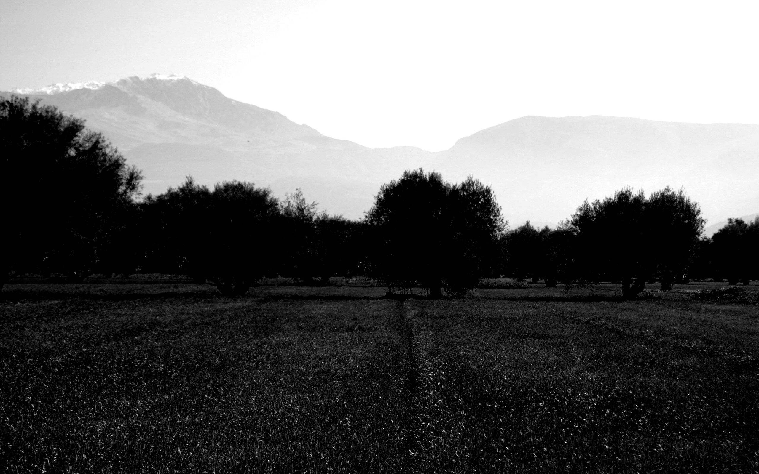 Зеленое поле обои