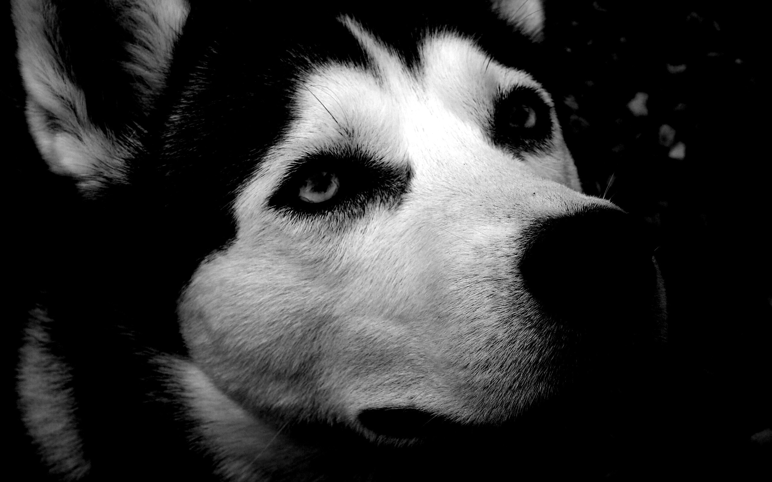 Собака хаски обои