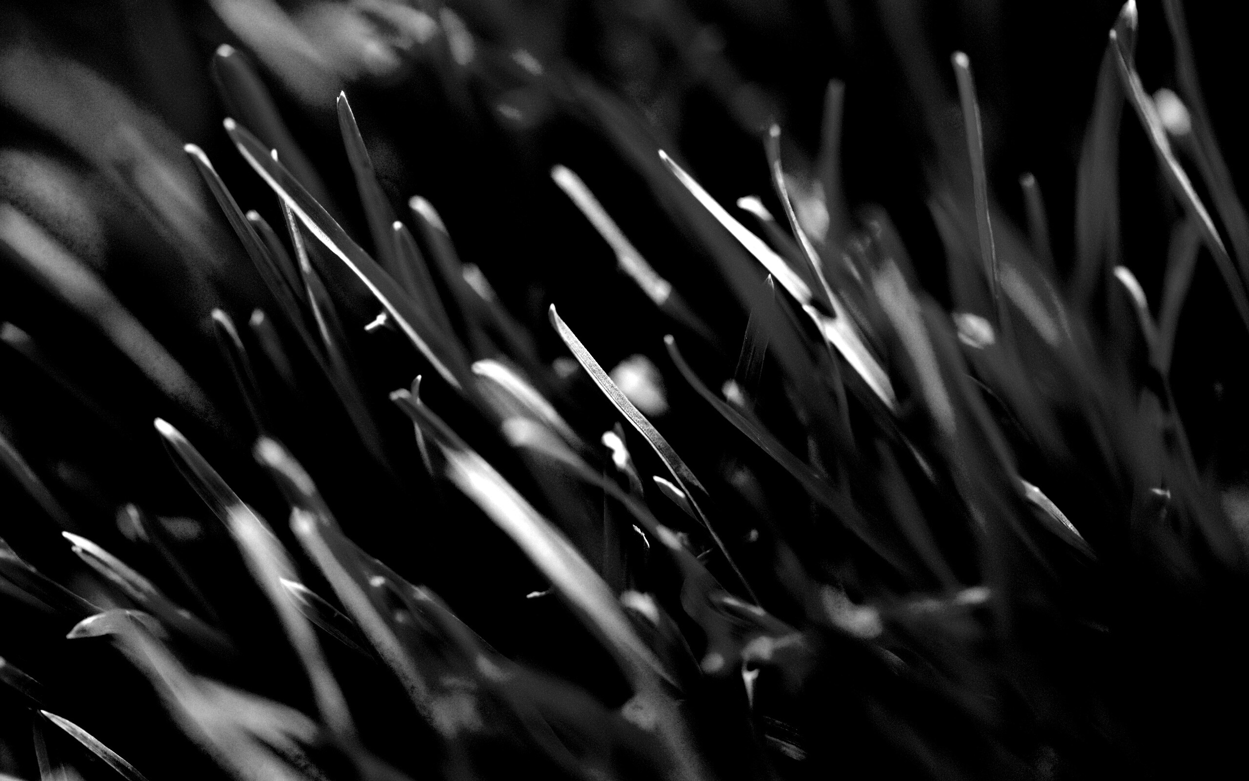 Зеленая свежая трава обои