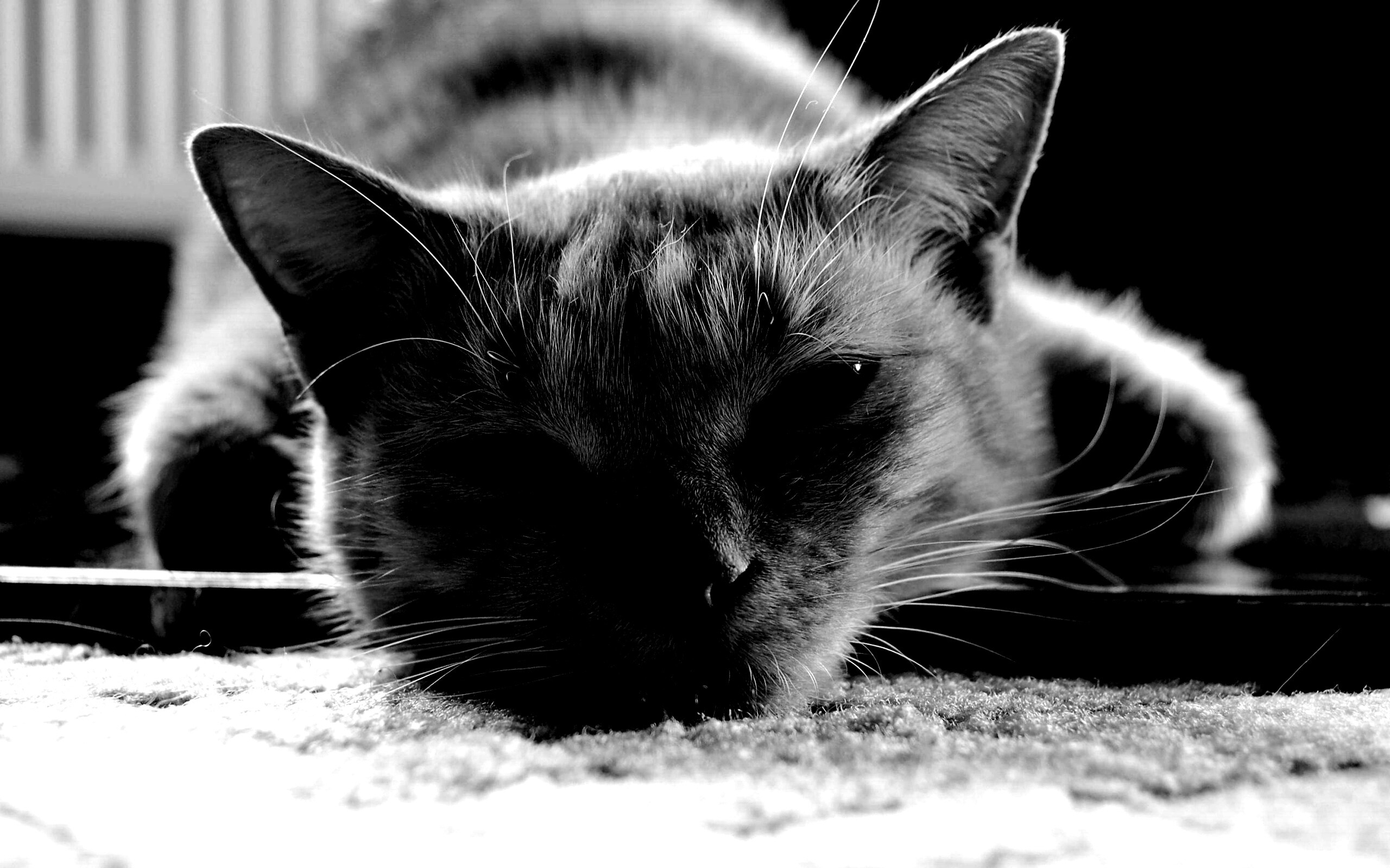 Кошара обои