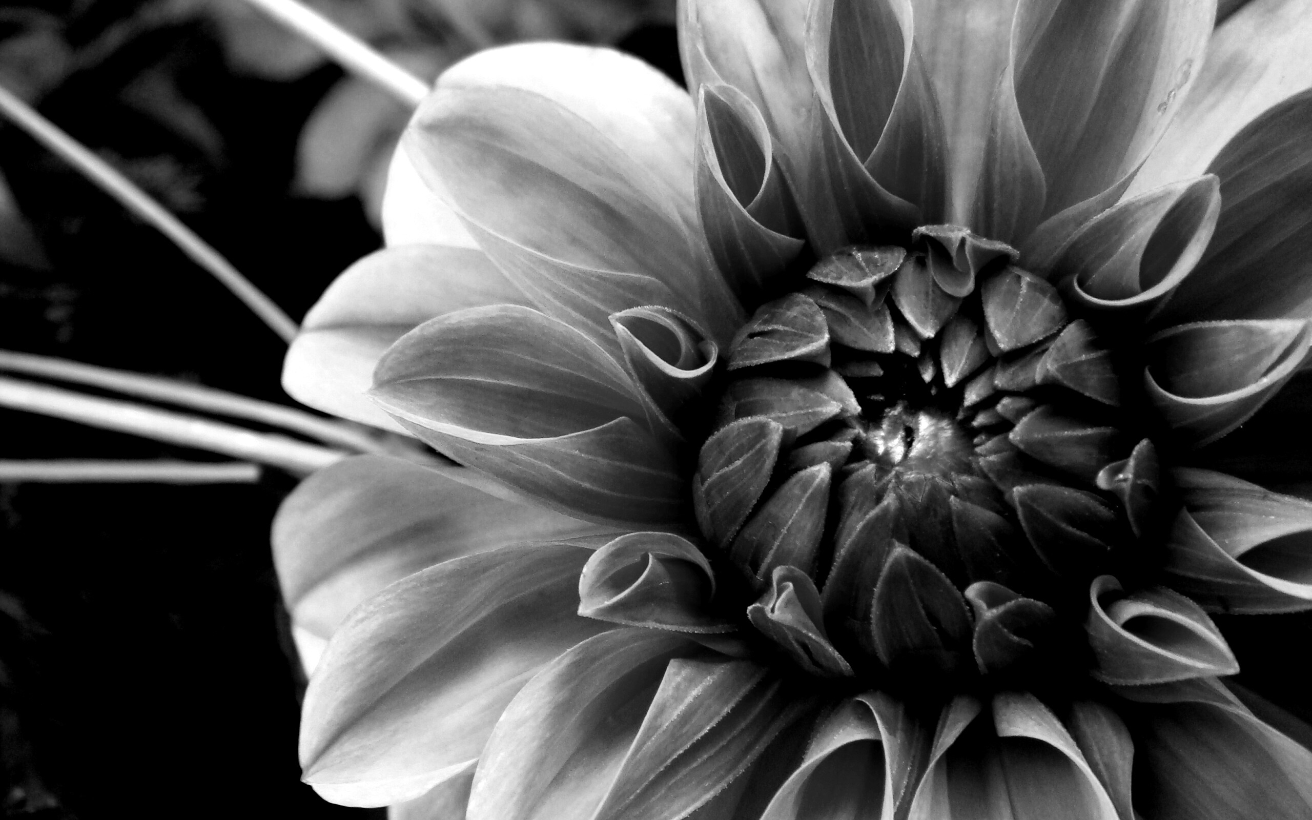 Аленький цветочек обои