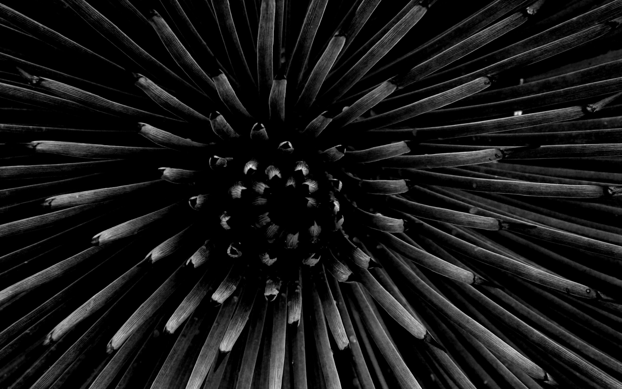 Хищный цветок обои