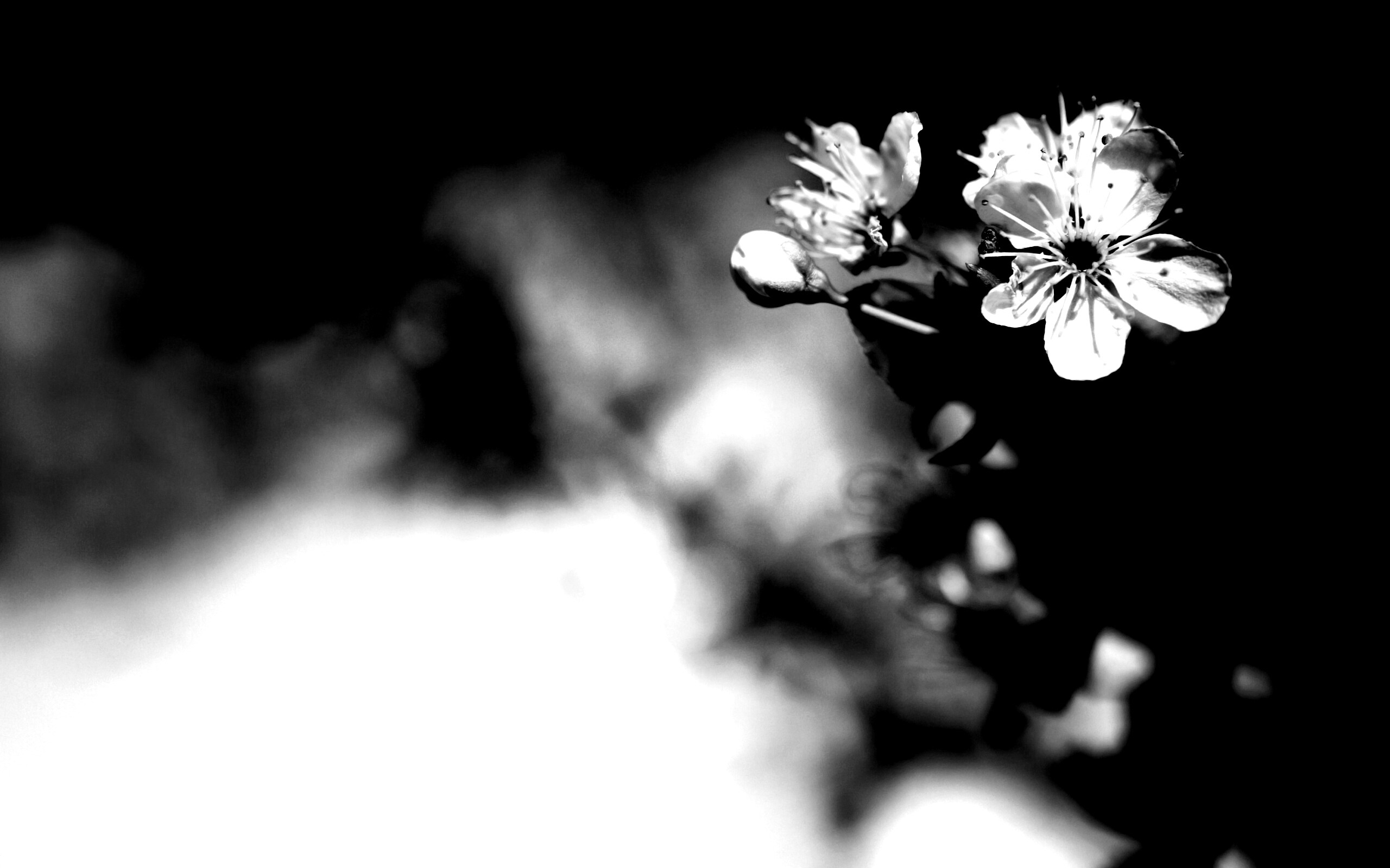 Цветок вишни обои