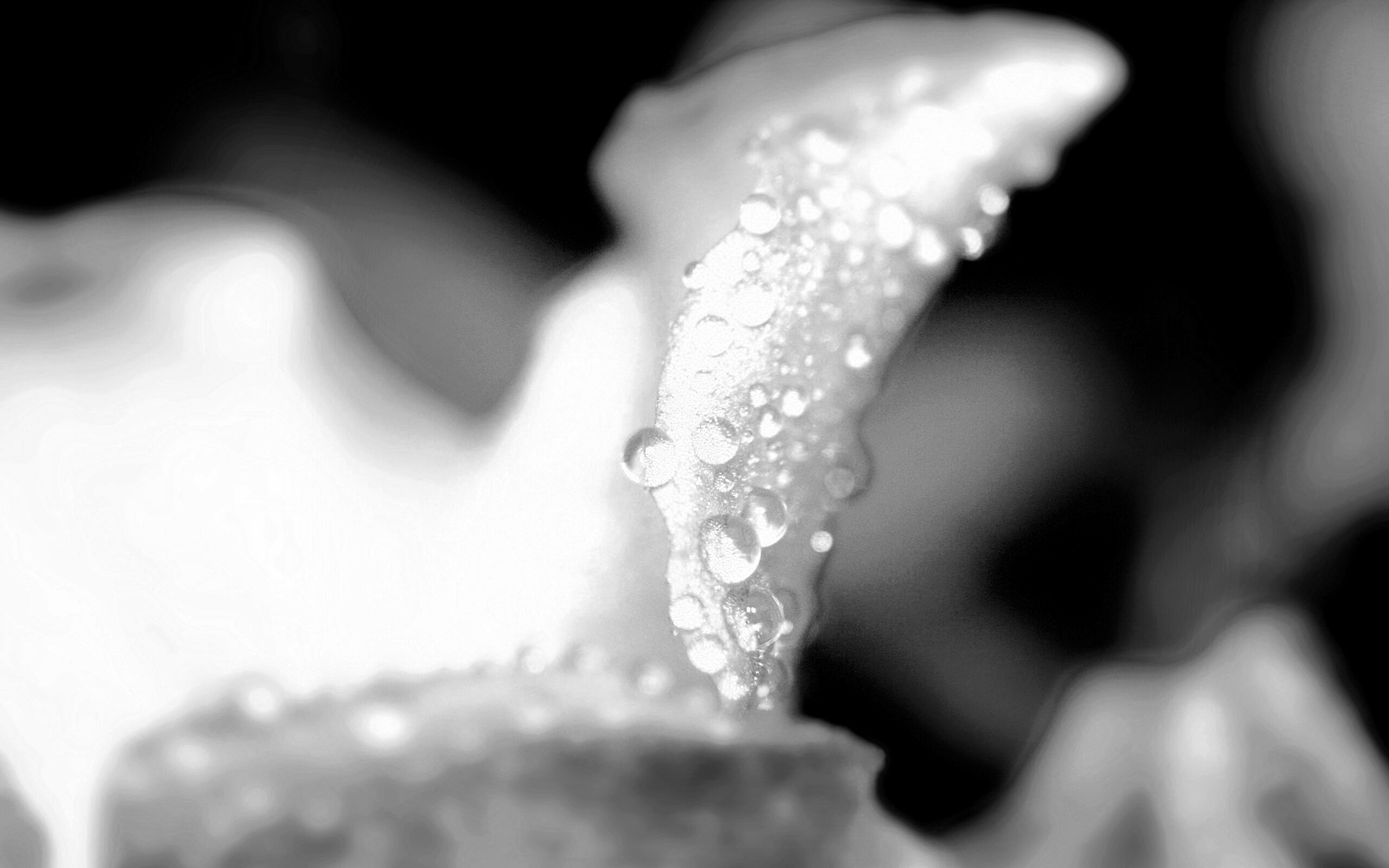 Капли росы на лепестке обои