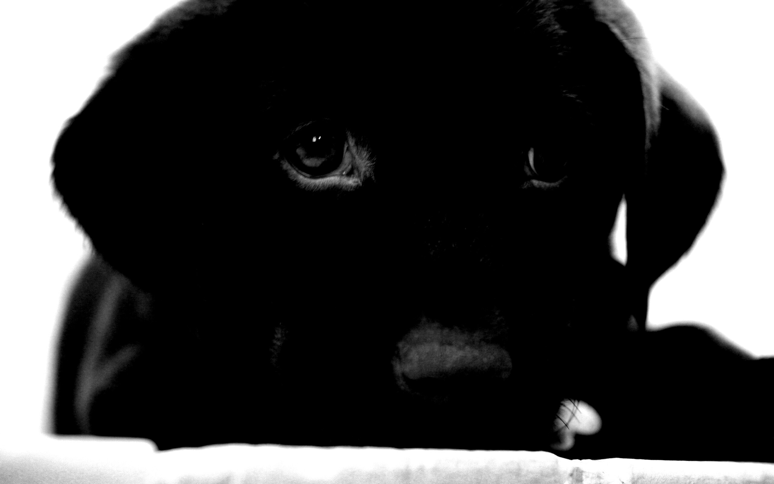 Пушистый шоколадка обои