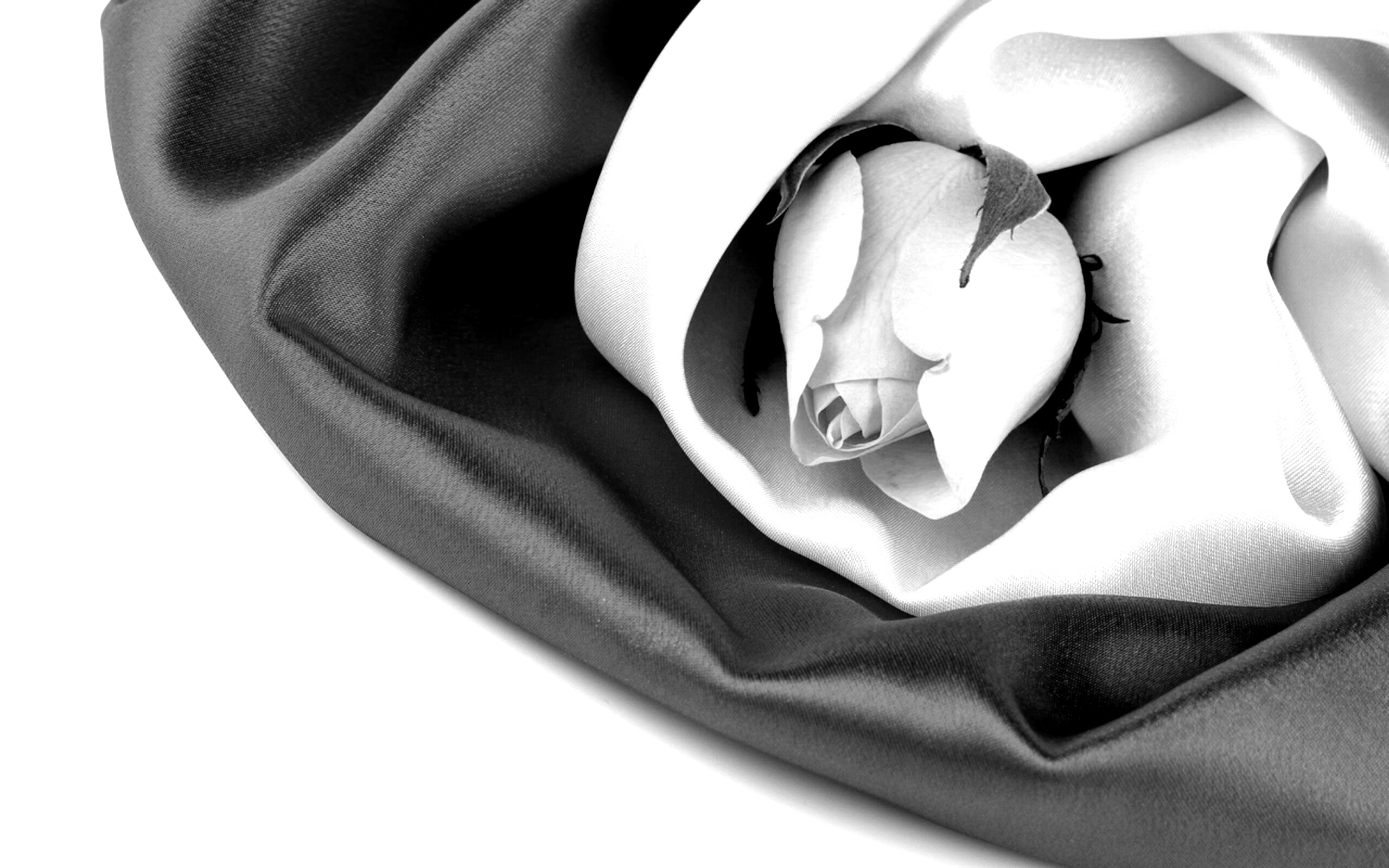 Нераспустившийся цветок розы в шелке обои