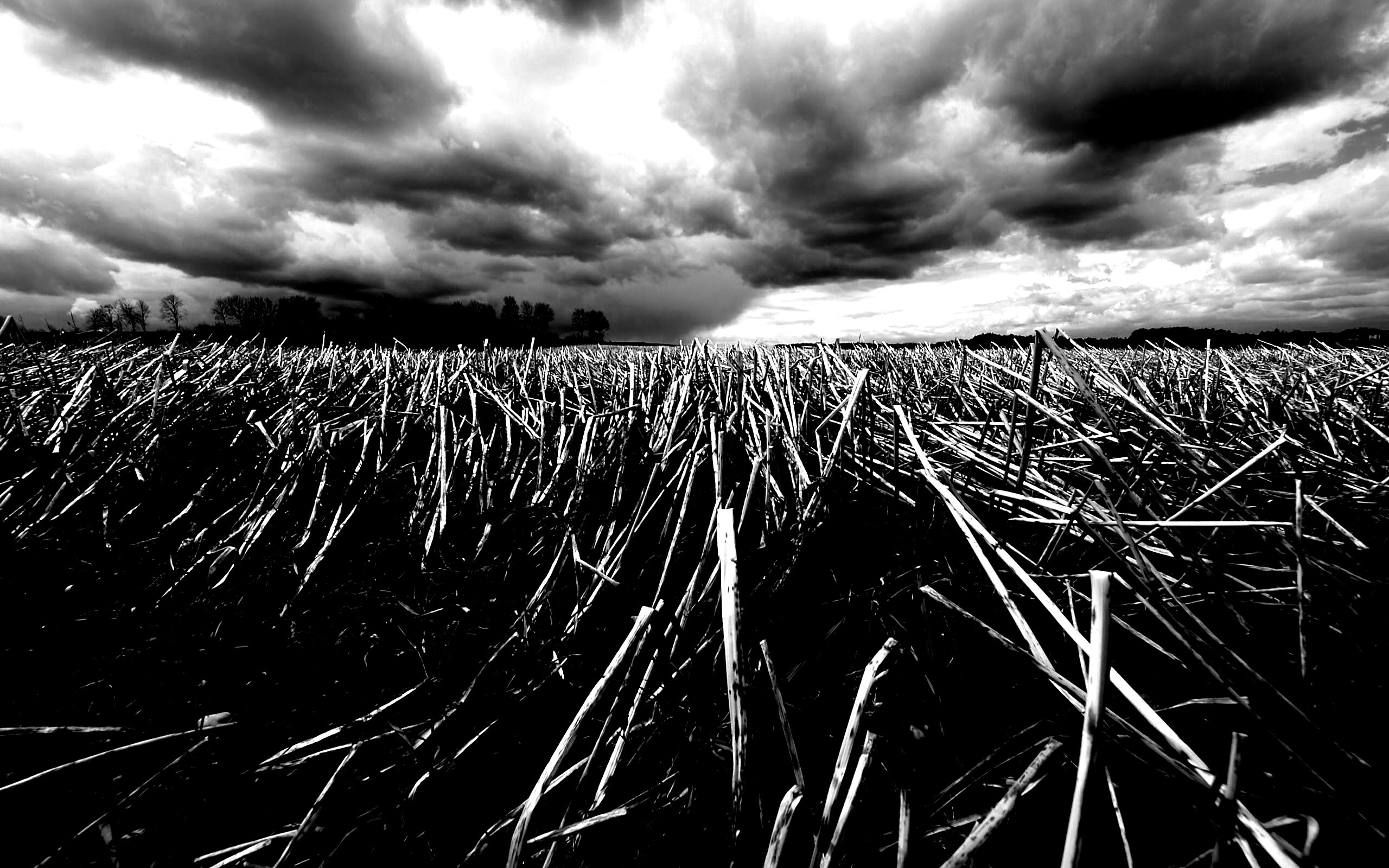 Убранное поле обои