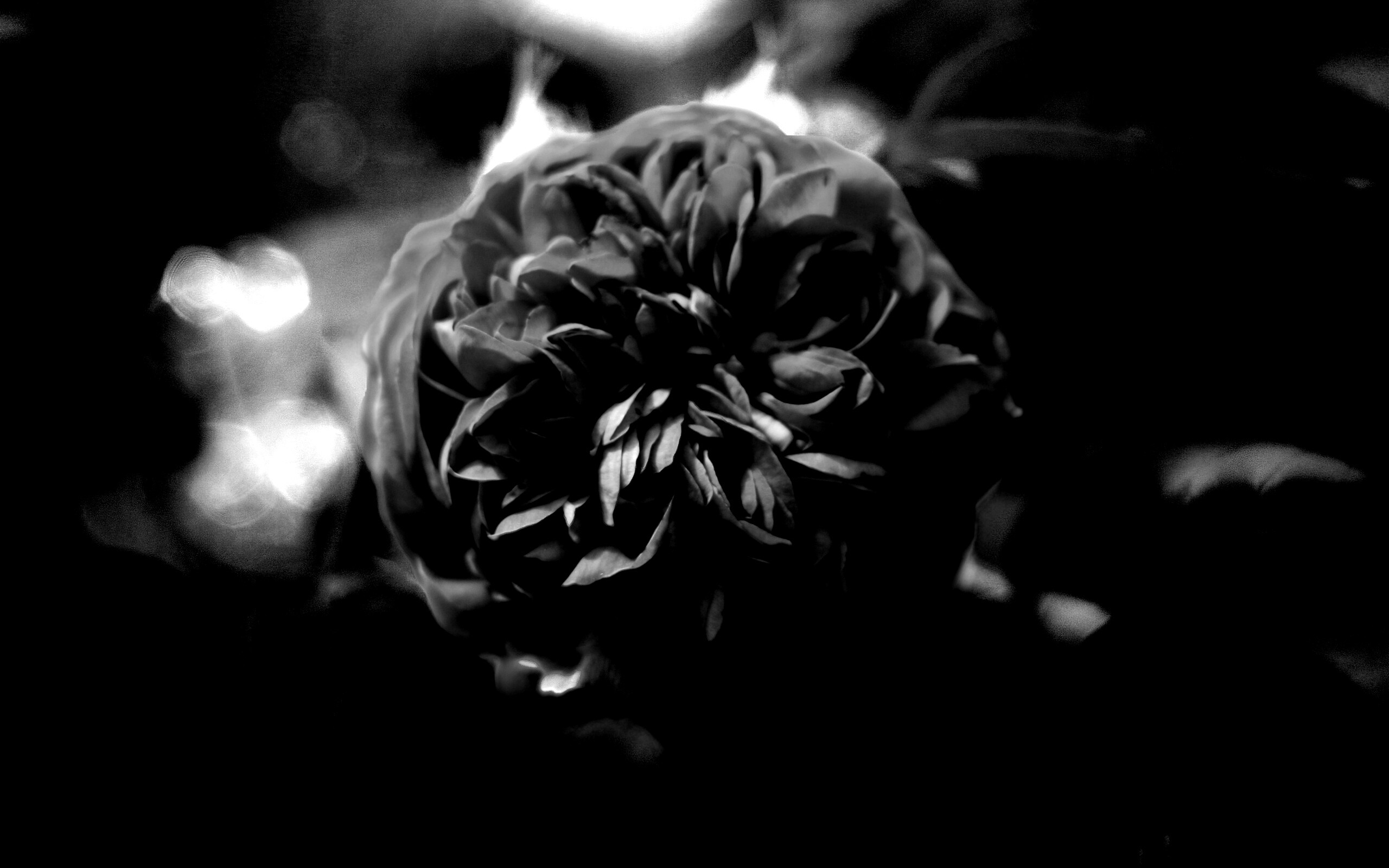 Клевер крупным планом обои