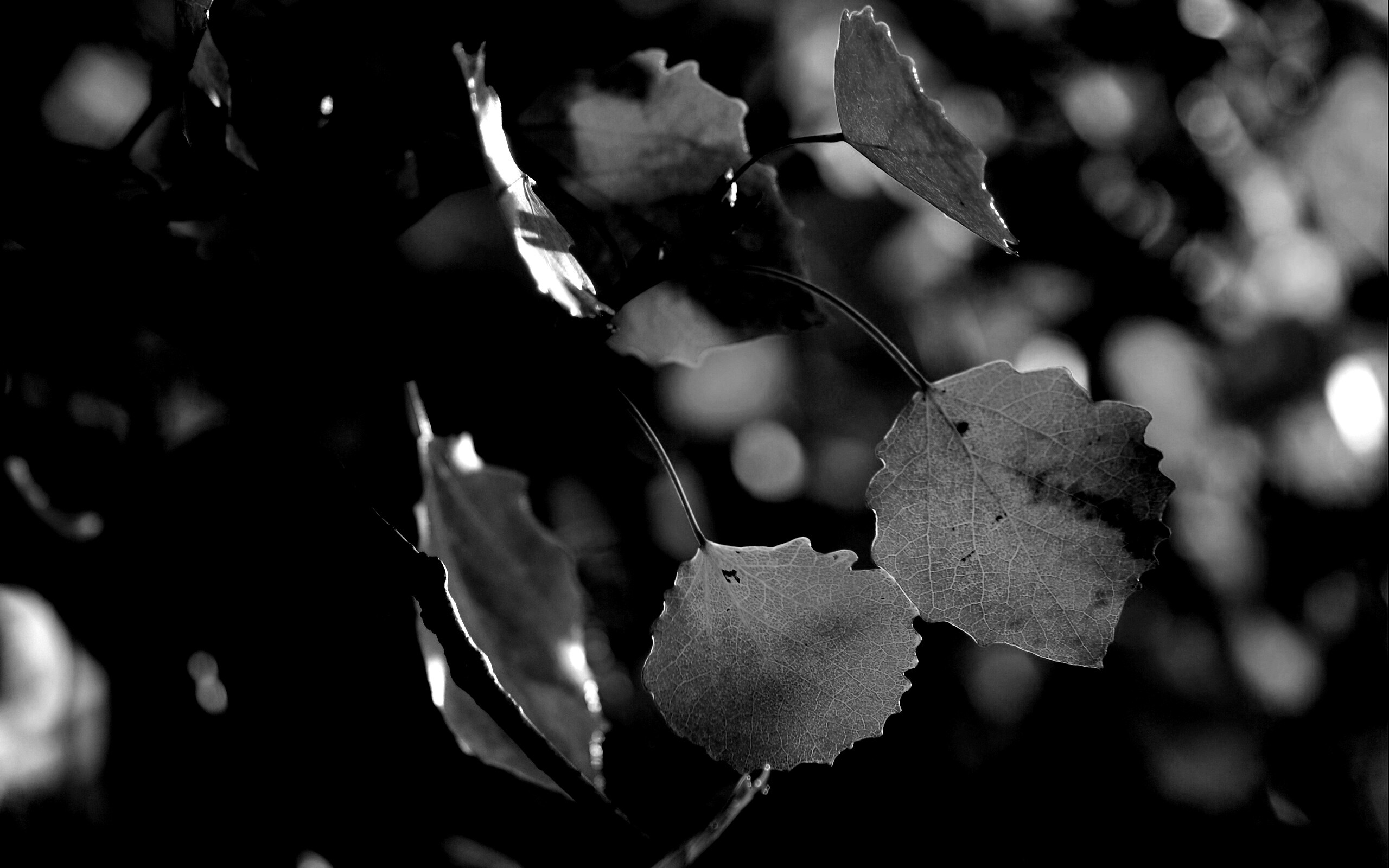 Красные листья обои