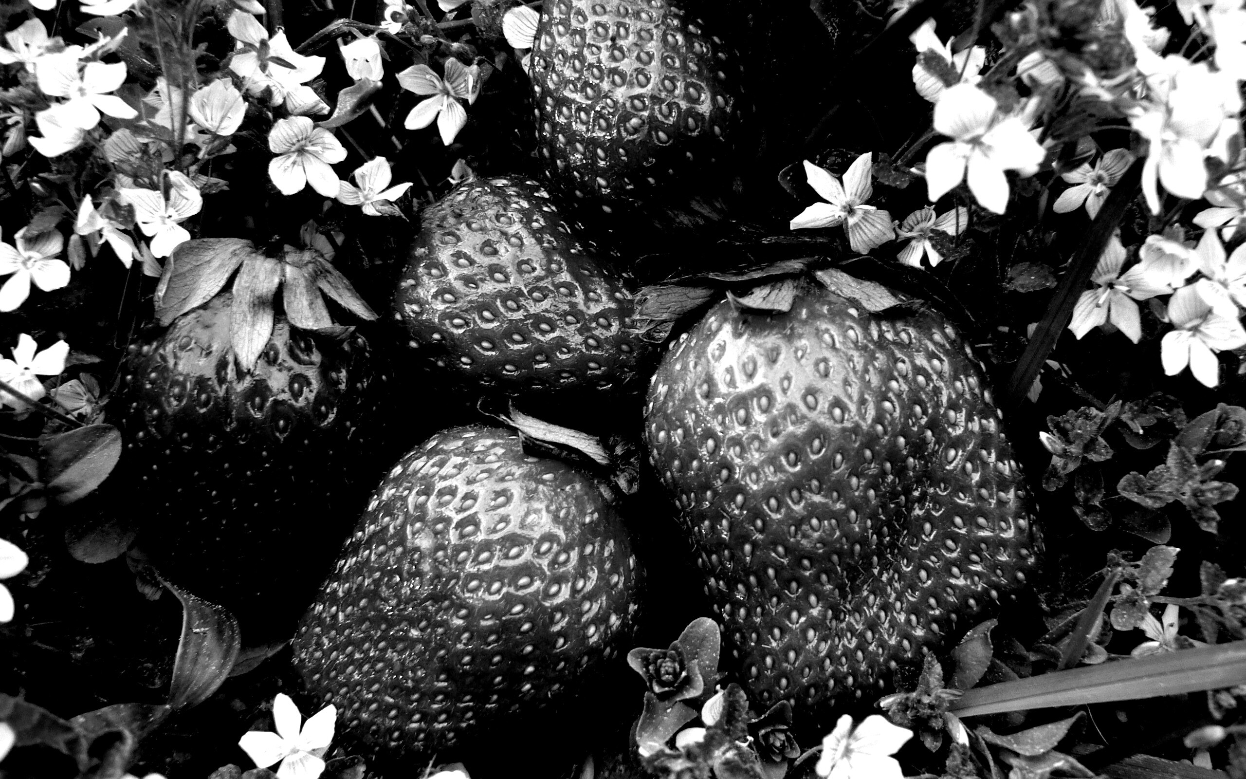 Клубника обои