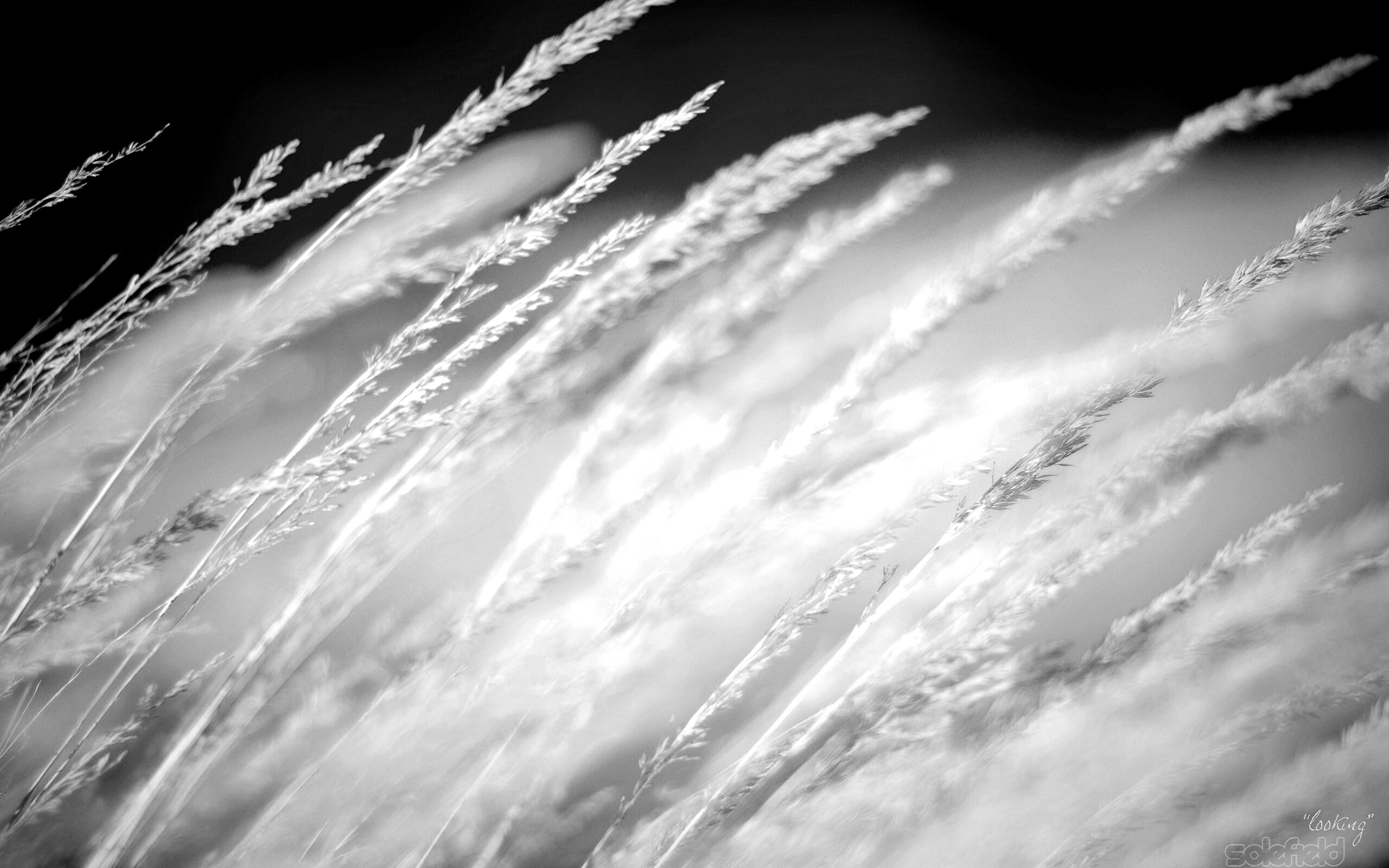 Колосья обои