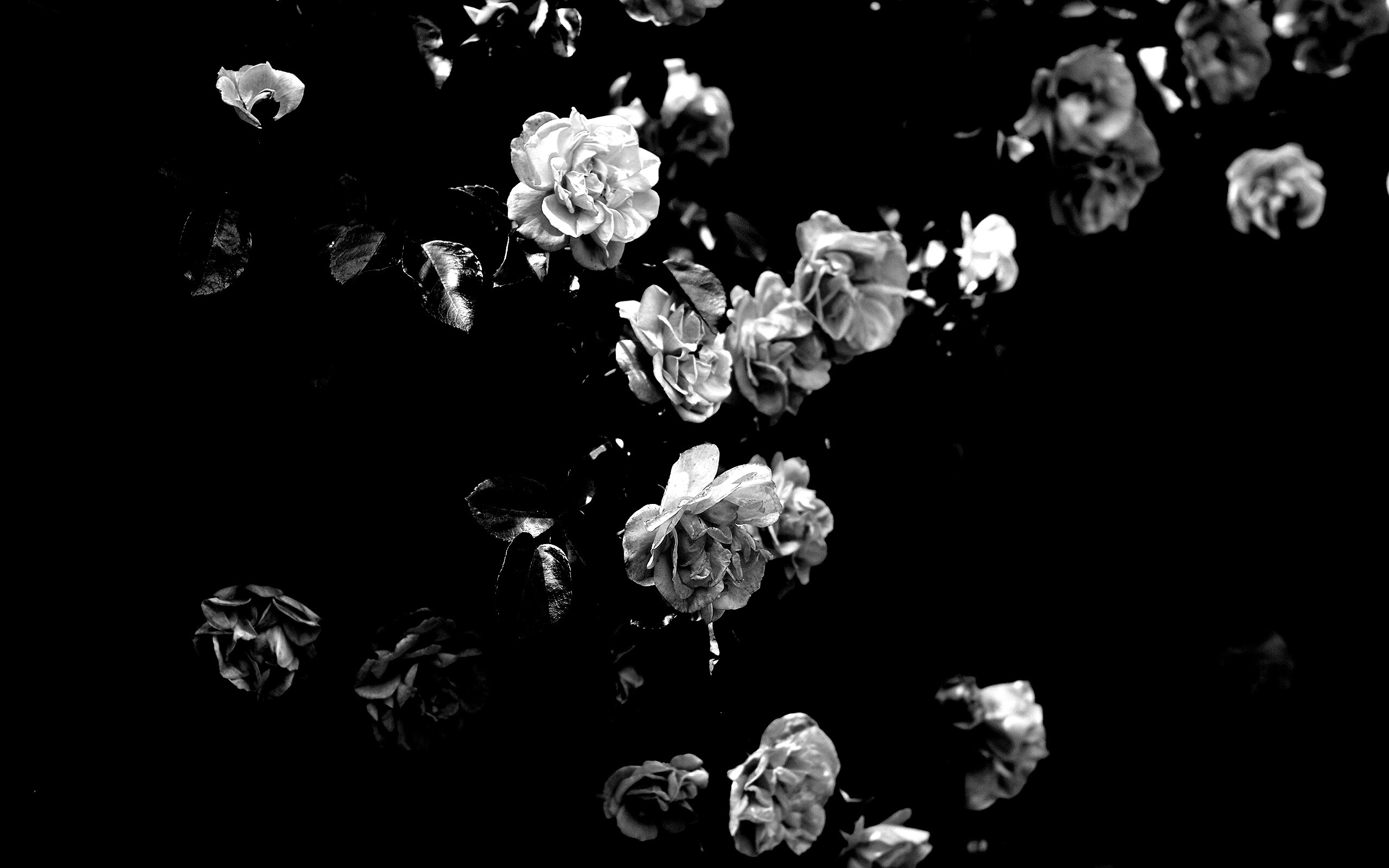 Розовый куст обои