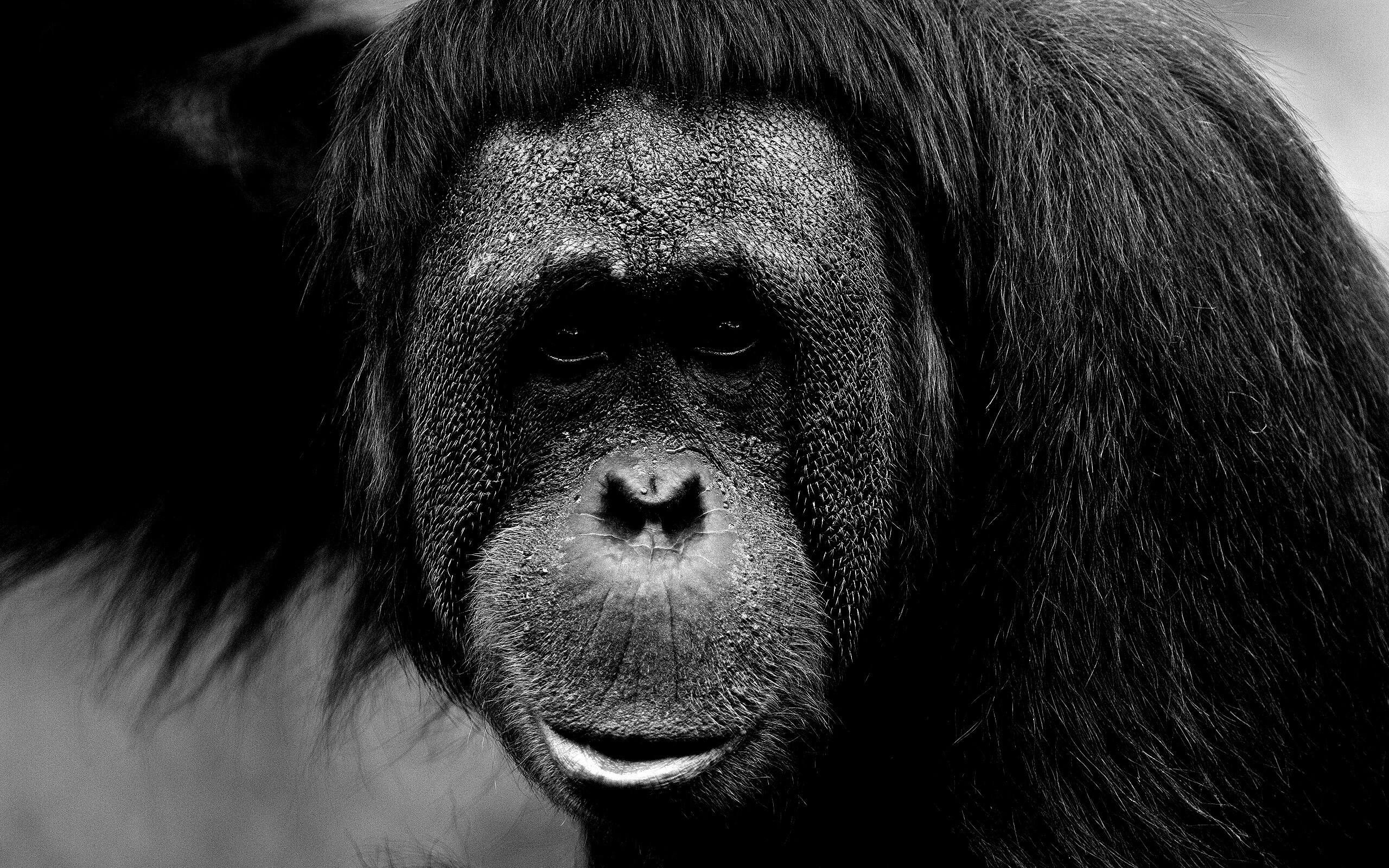 Орангутан обои