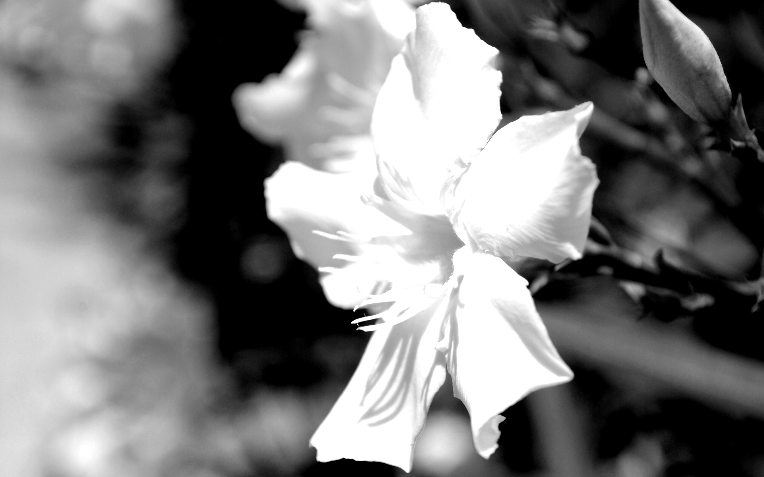 Эухарис, амазонская лилия обои