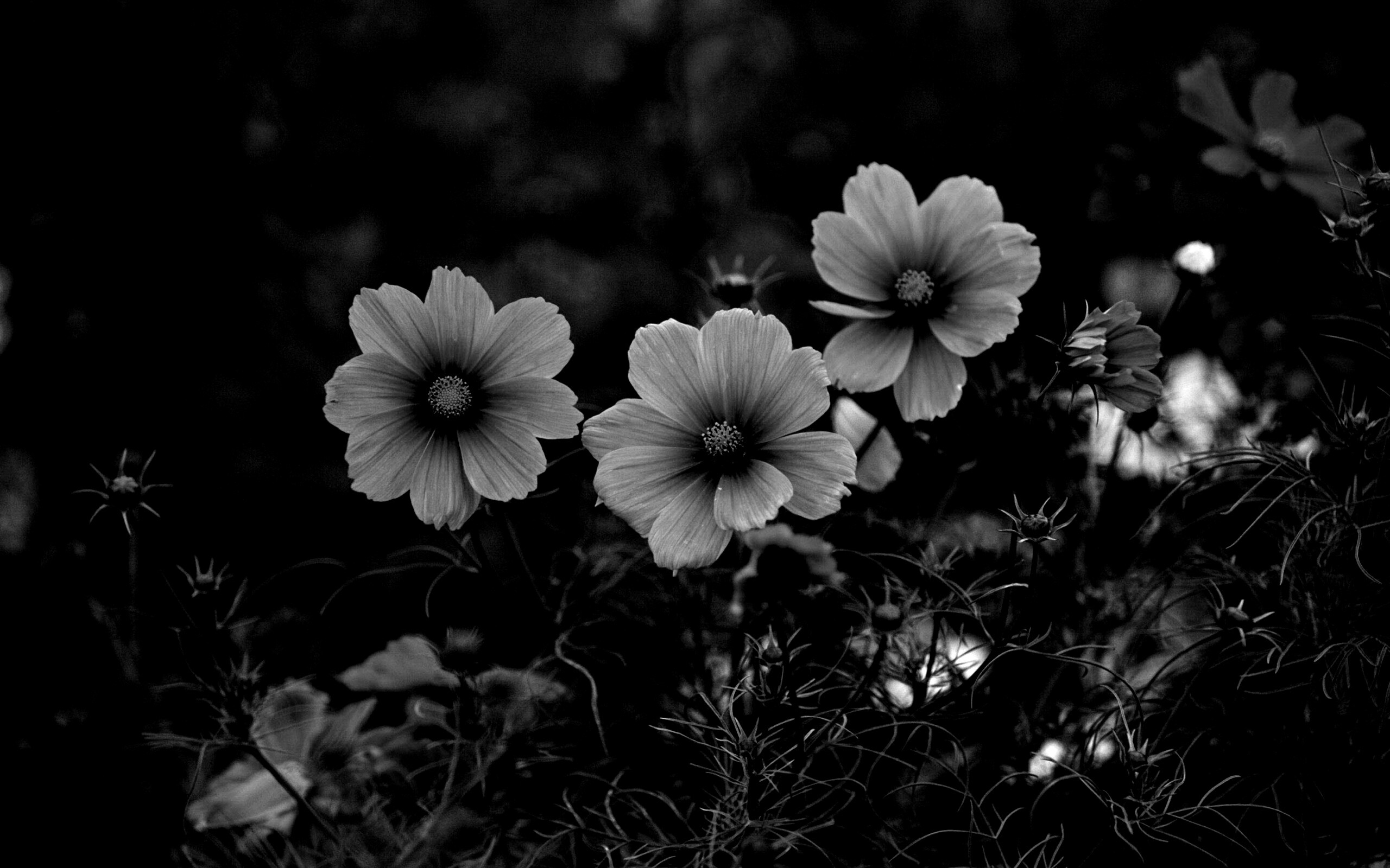 Яркие розовые цветы обои