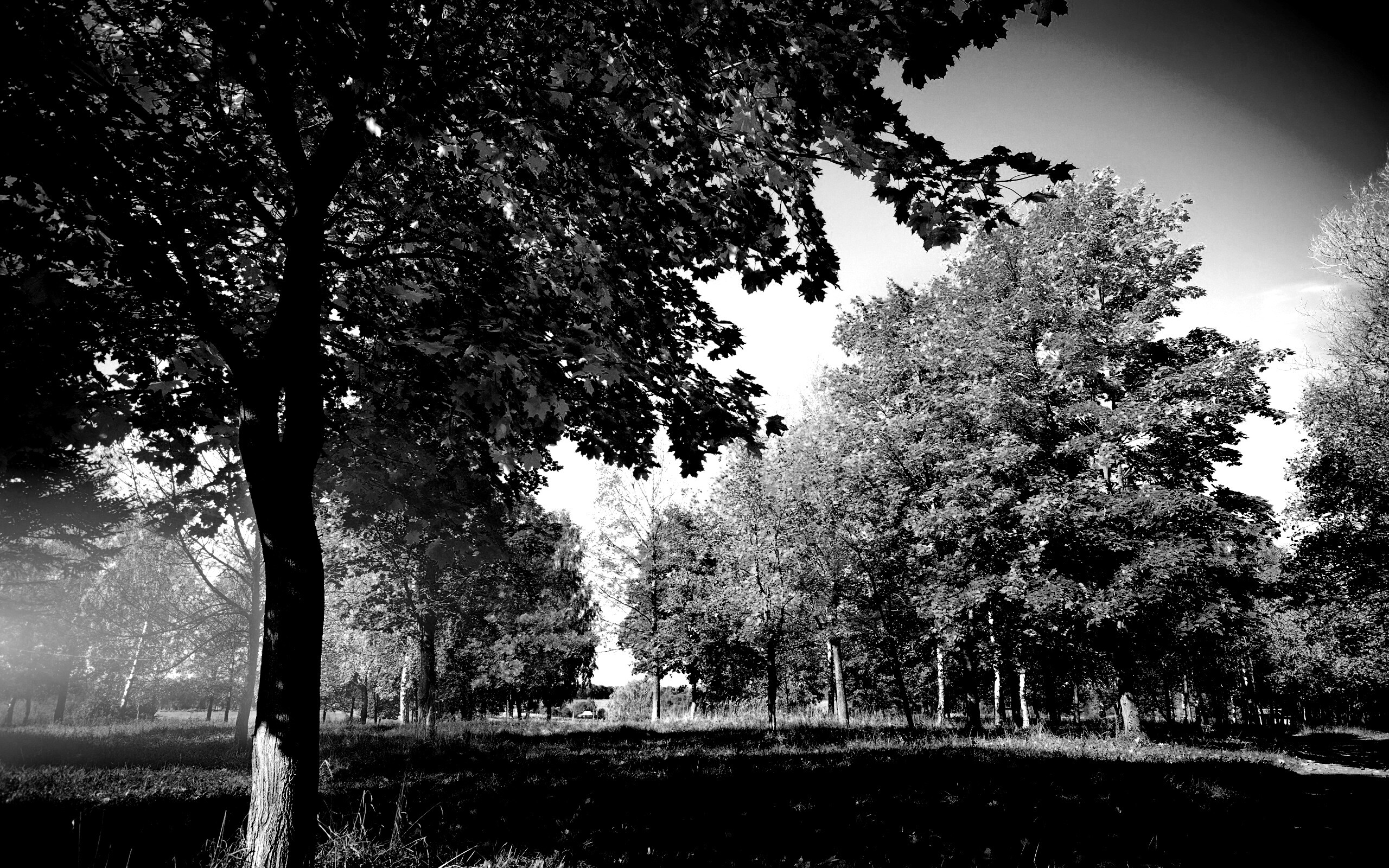 Осень в лесу обои