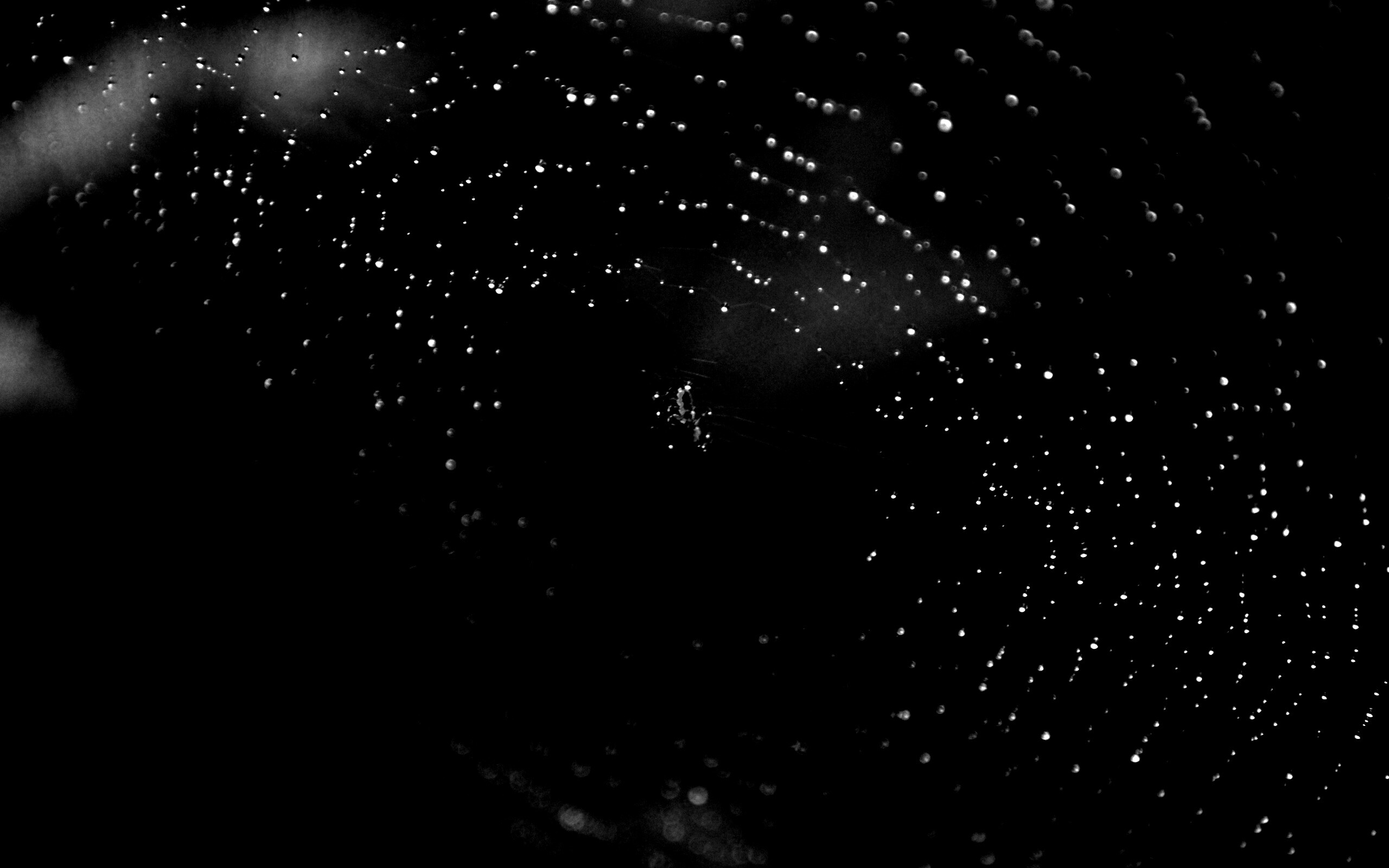 Паук на паутине обои