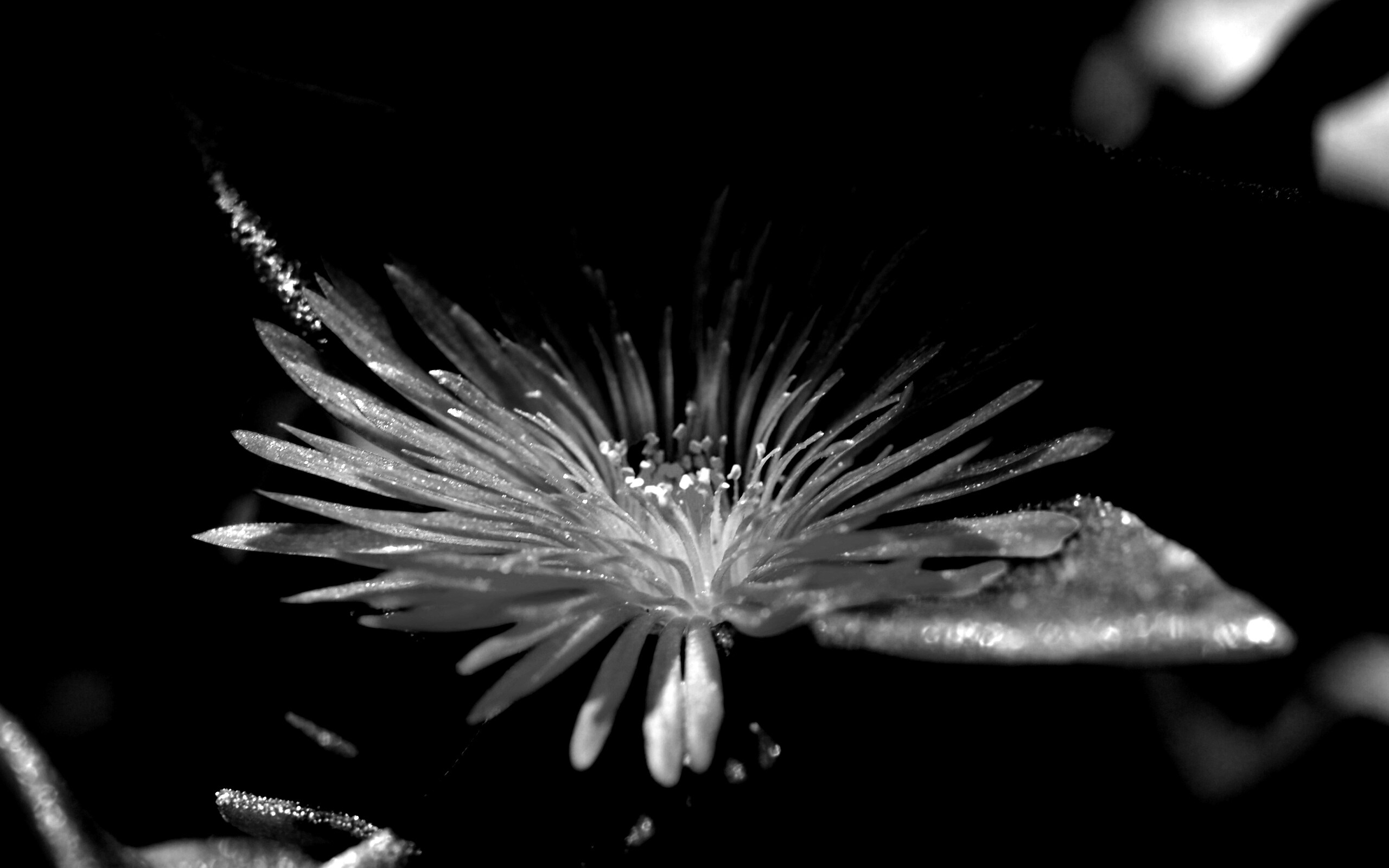 Чудесный цветок обои