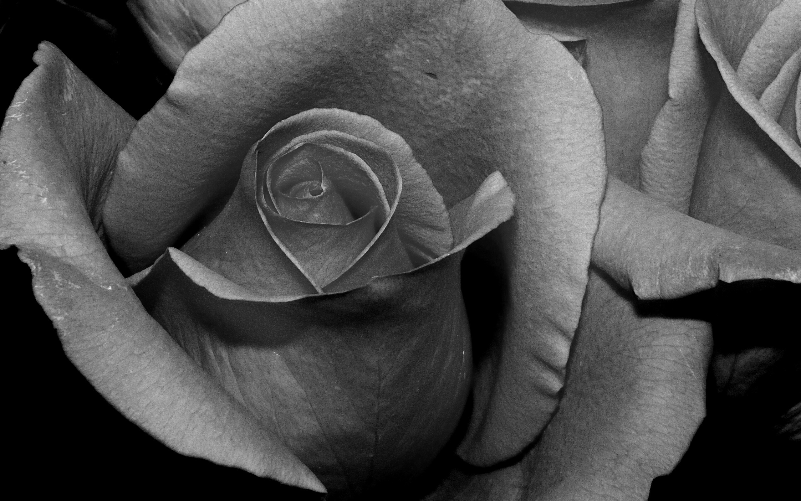 Бутон розы обои