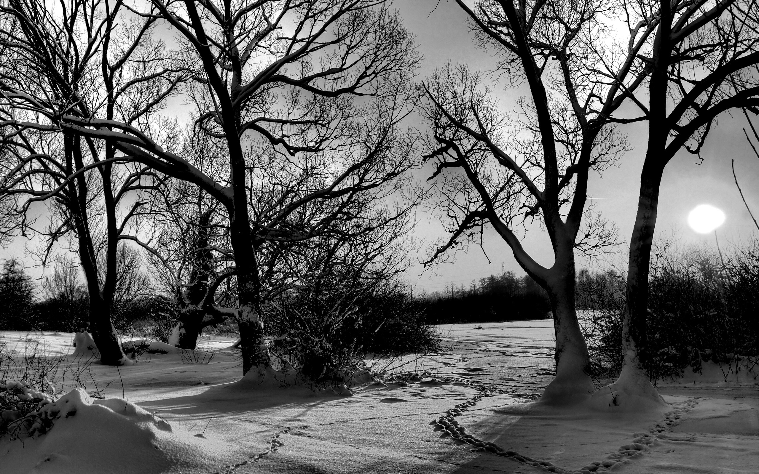 Солнечный свет в зимнем лесу обои