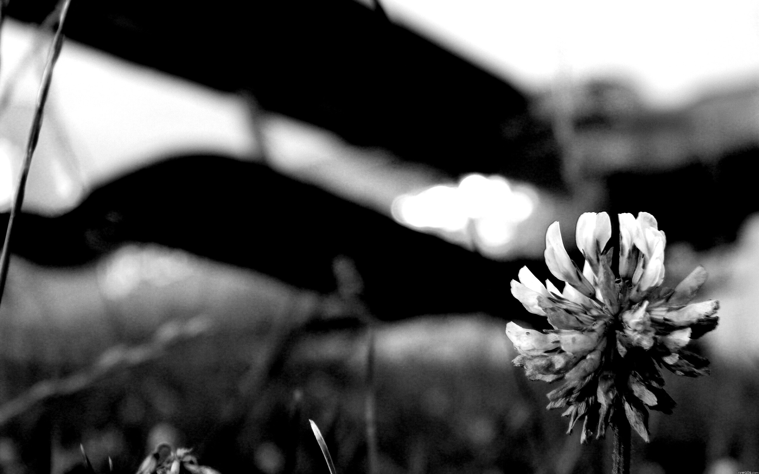 Цветок и красный самолет обои