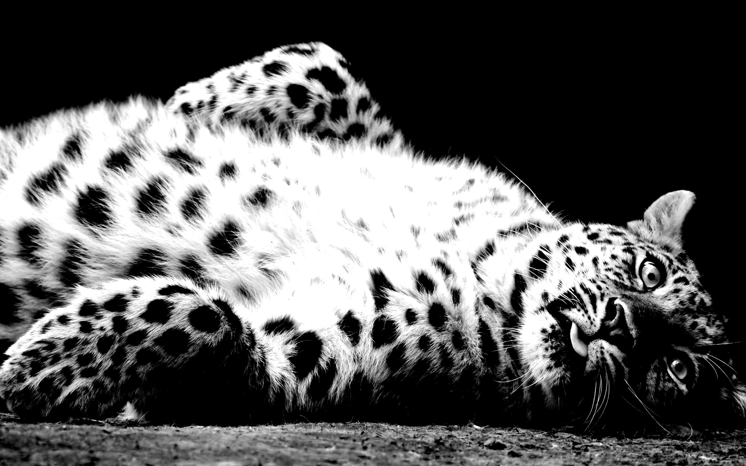 Большая пятнистая кошечка обои