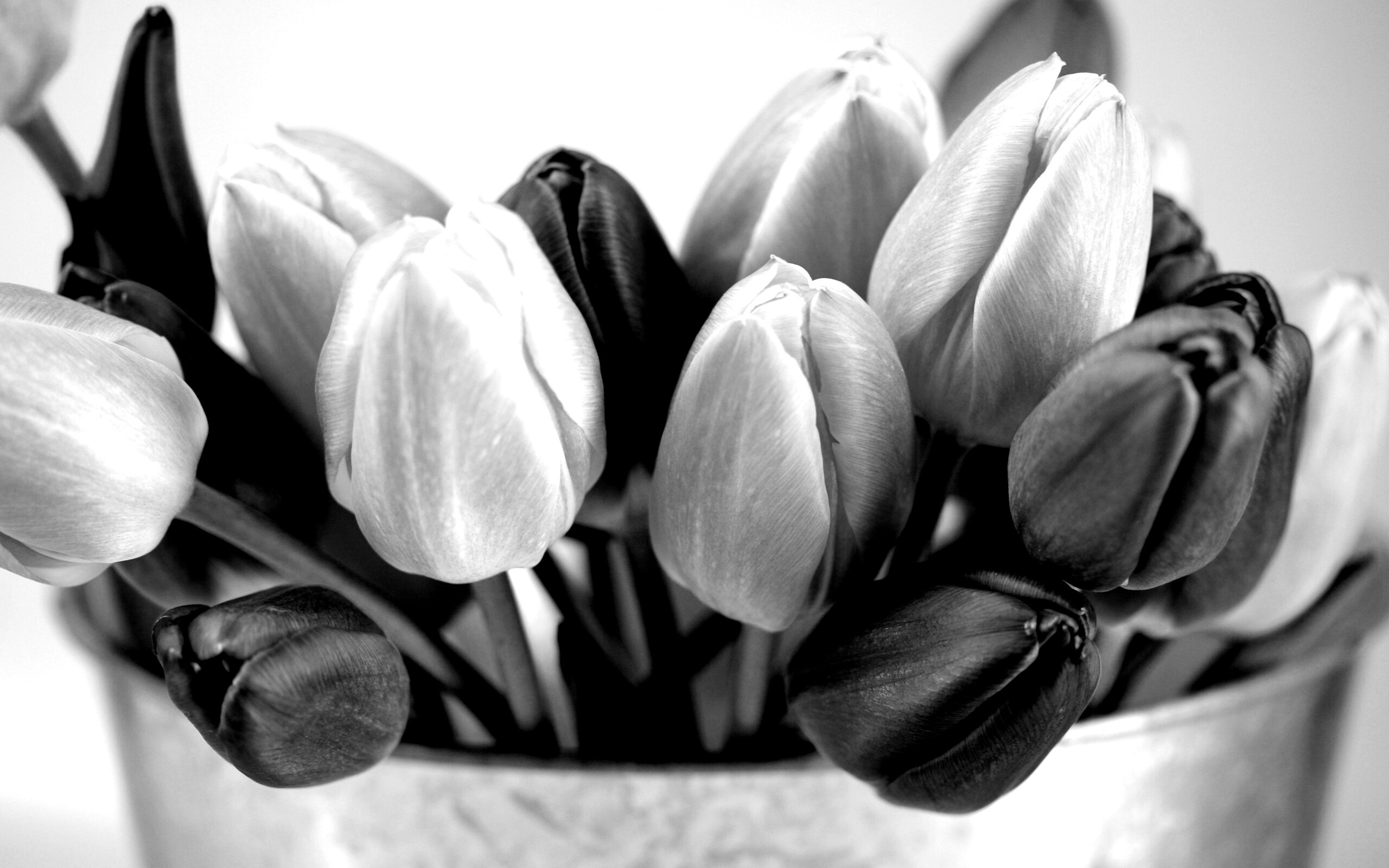 Розовые и фиолетовые тюльпаны обои