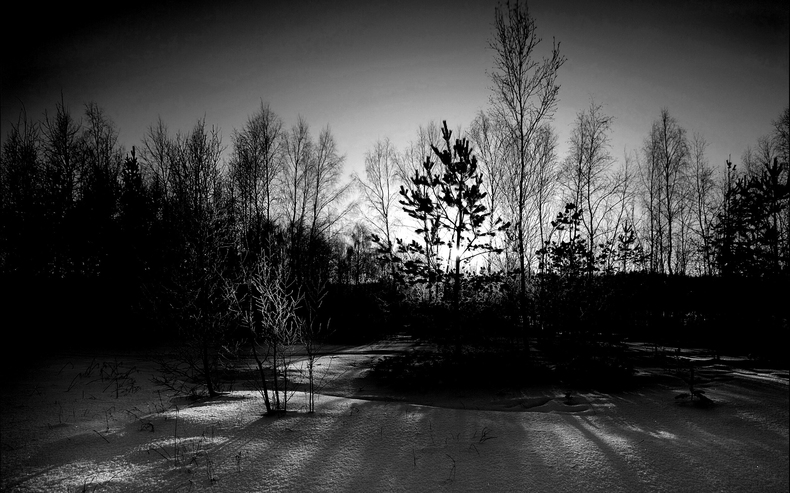 Зимний лес обои