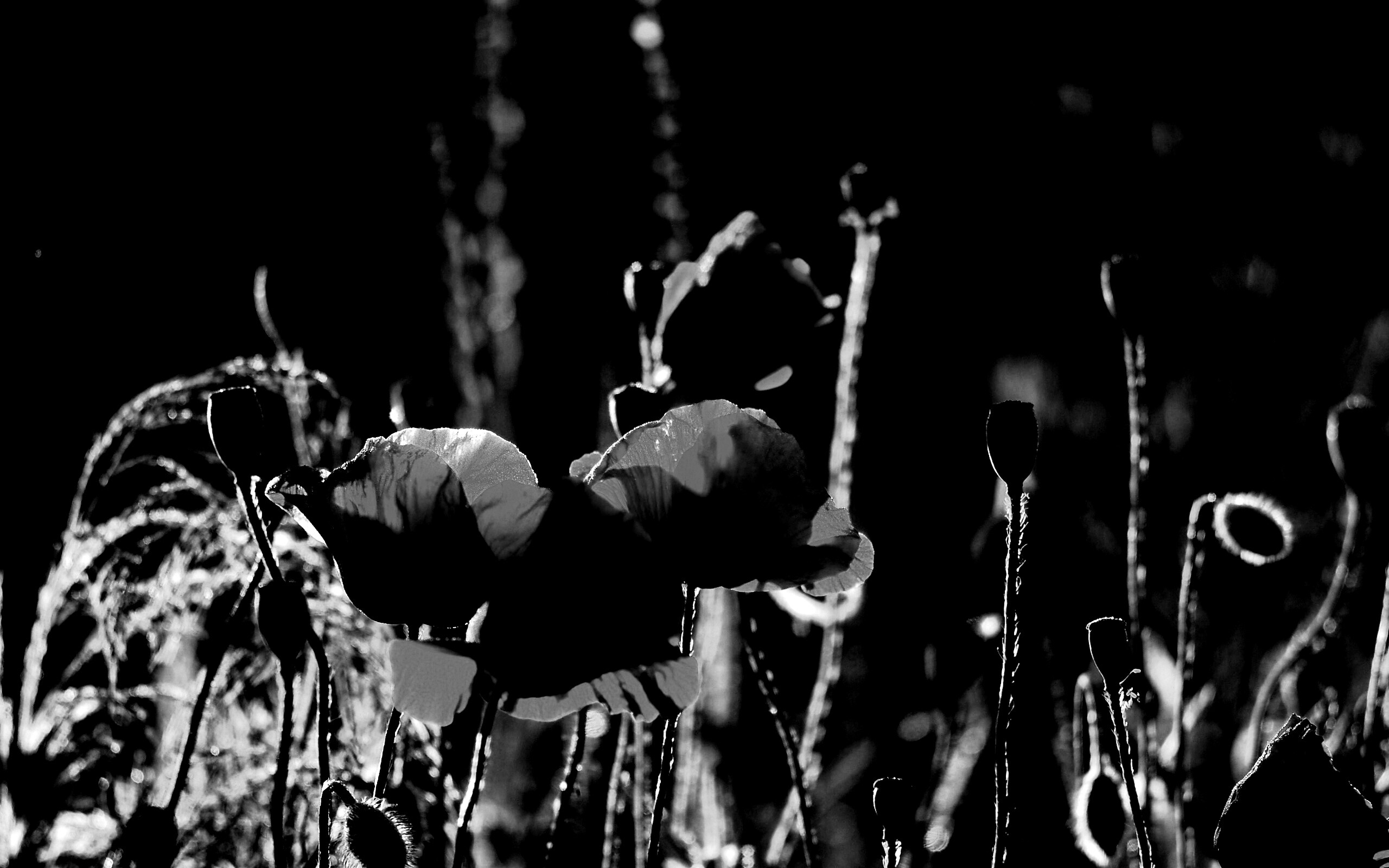 Макро фото мака обои