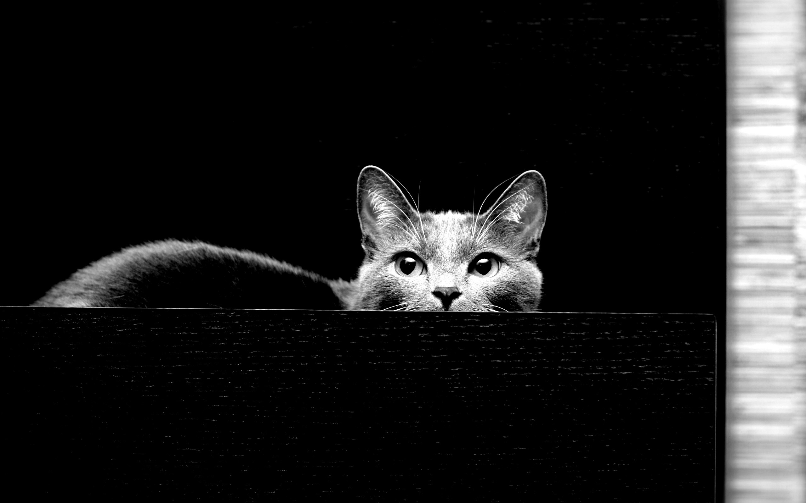 Кот в ящике комода обои