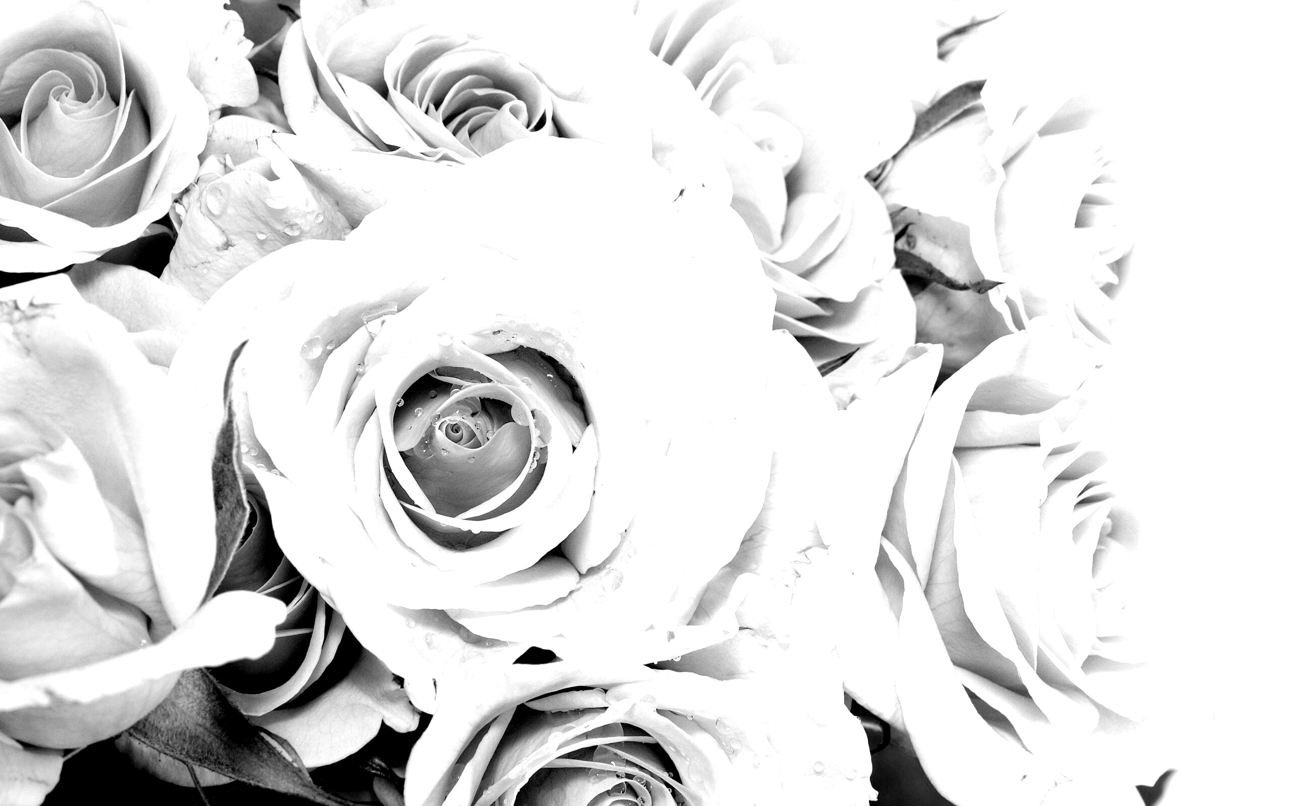 Букет розовых роз обои